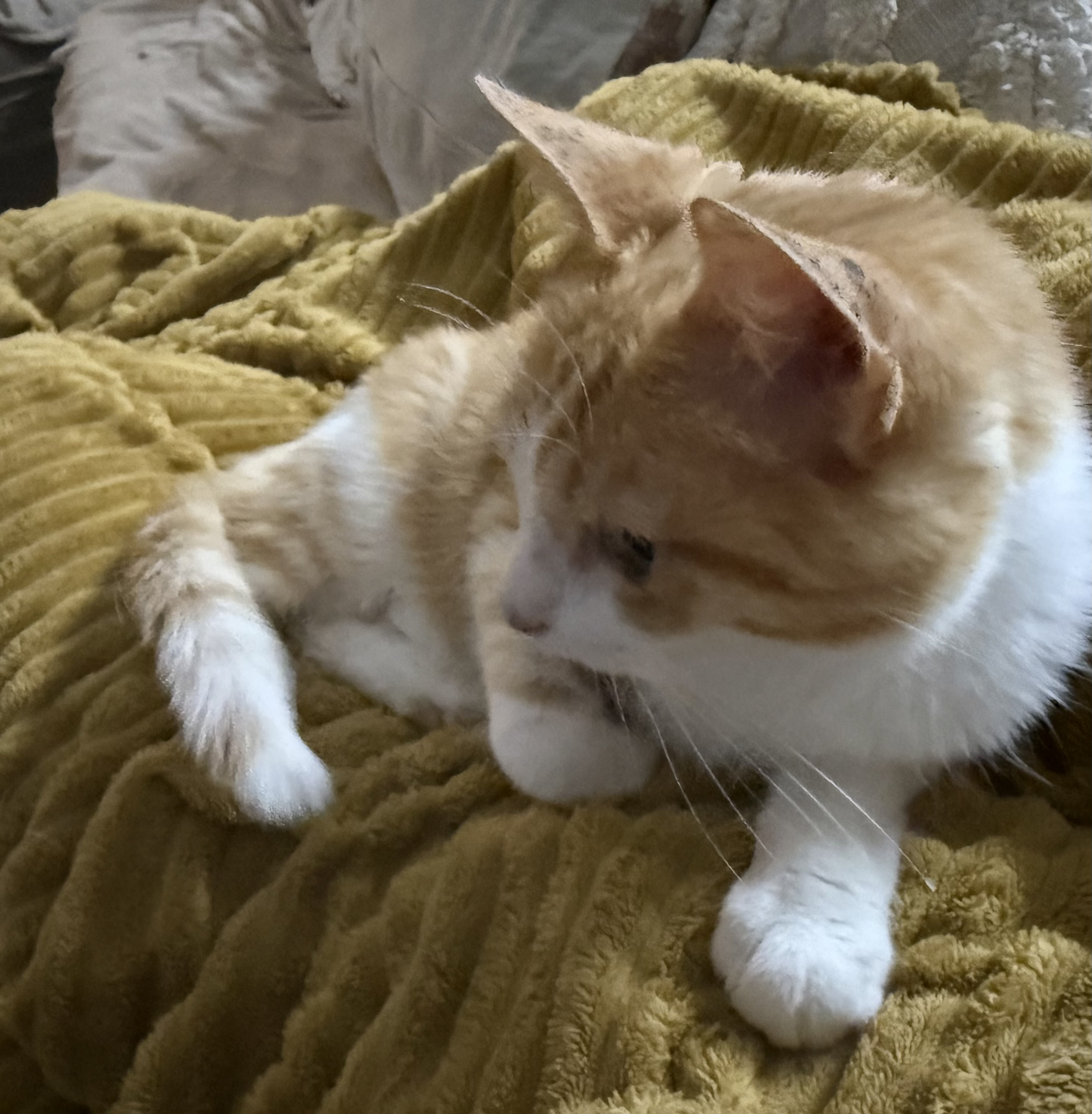 image-8
