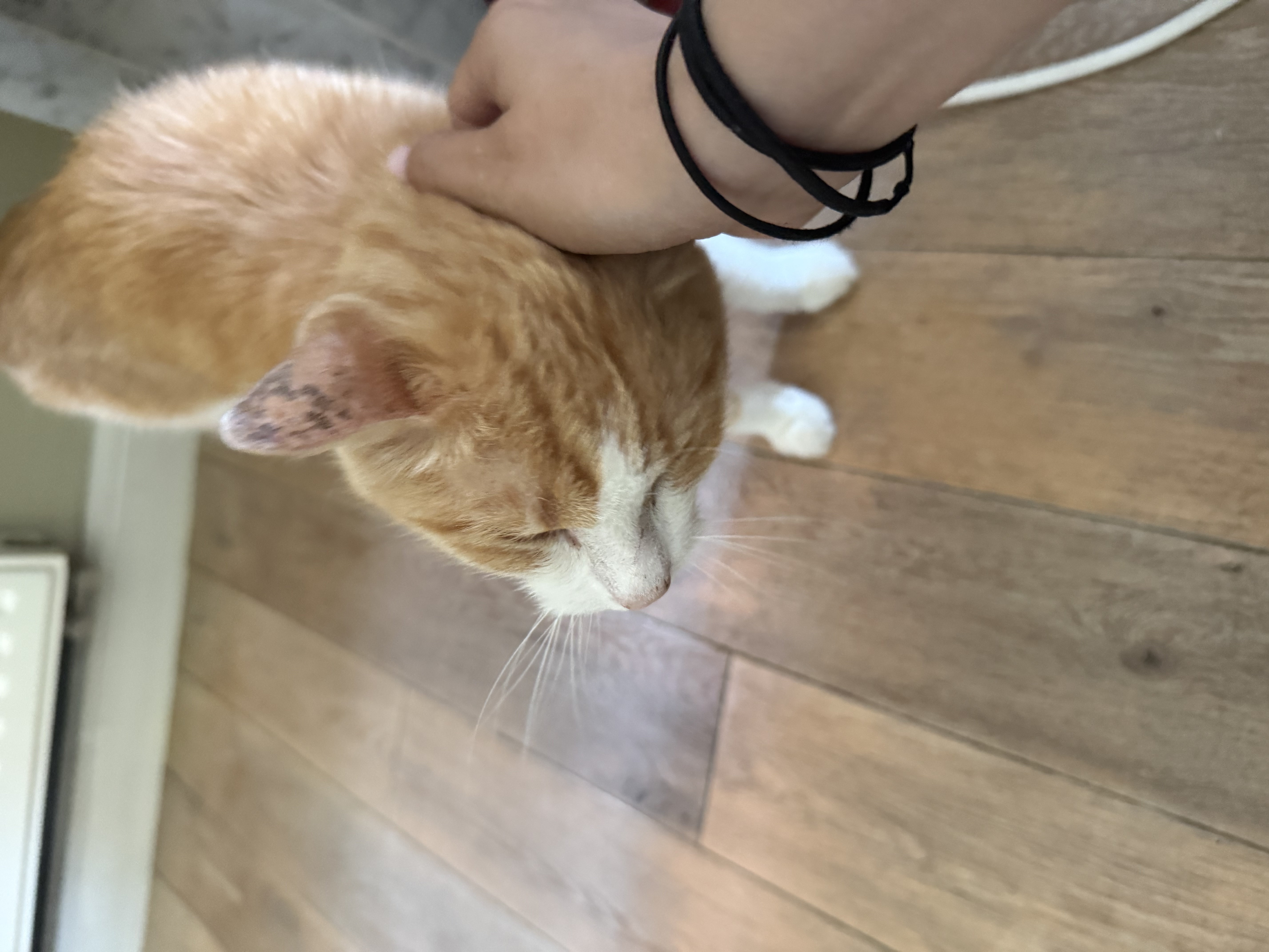 image-7