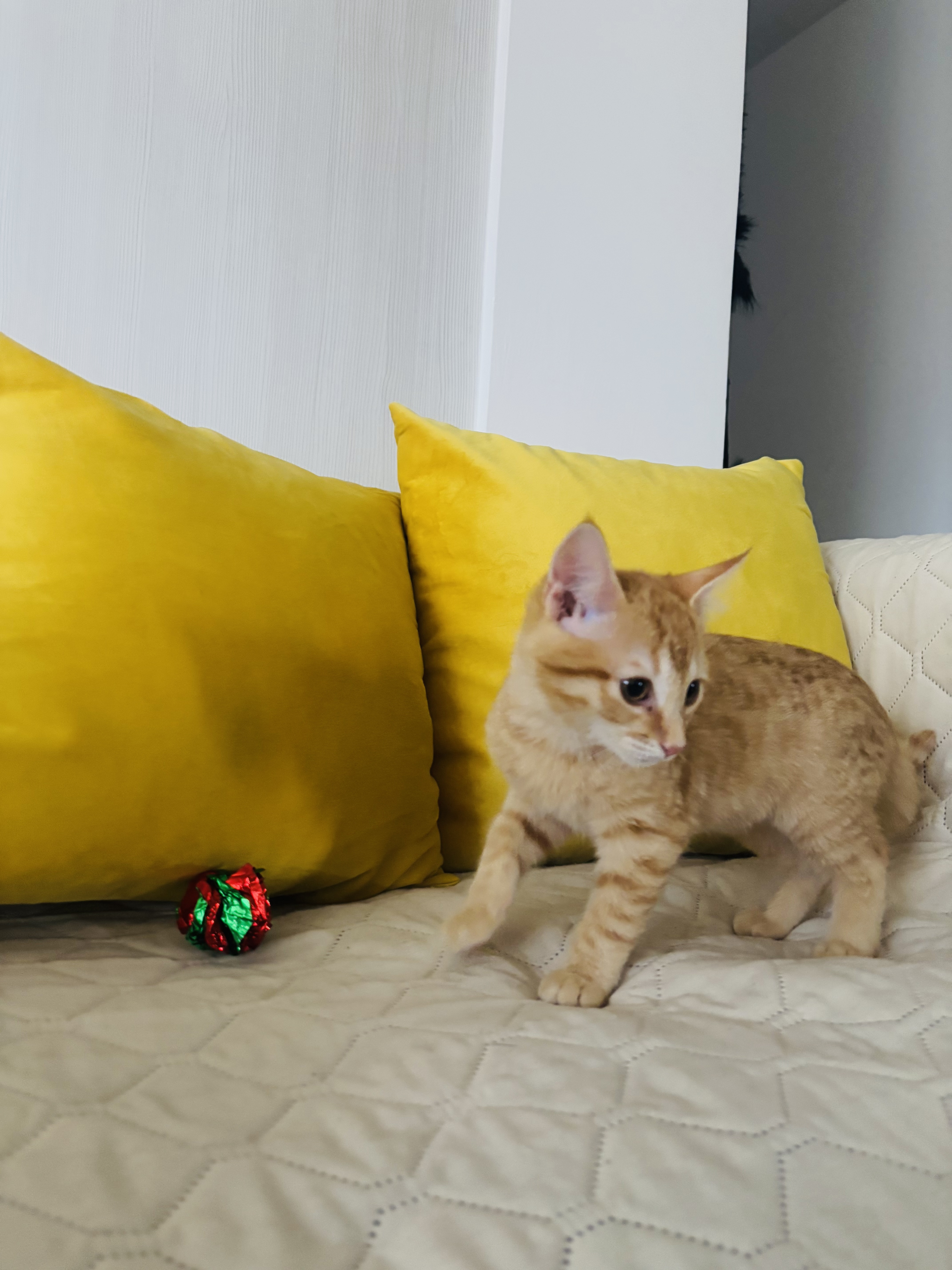 image-8