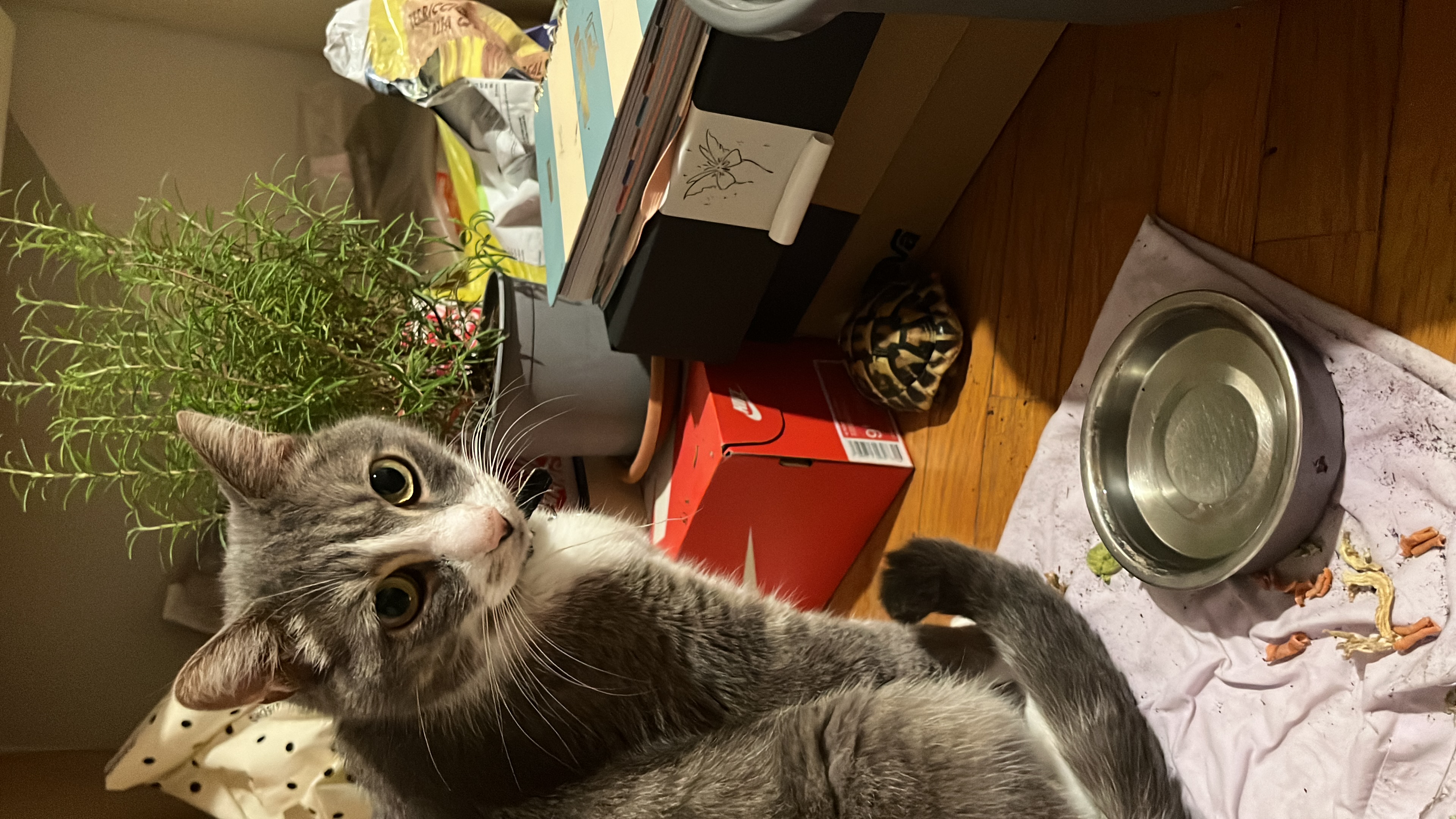 image-6