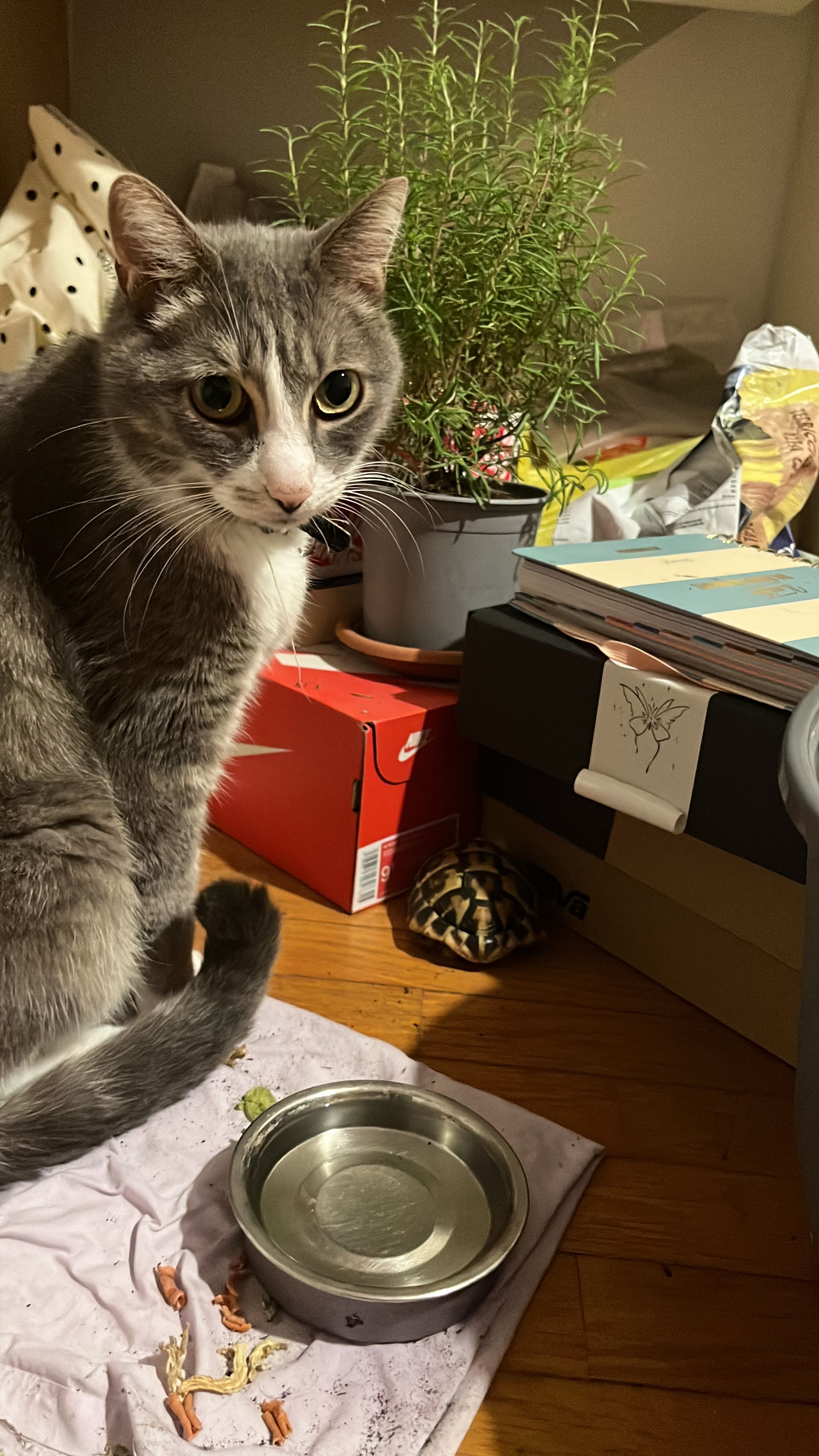image-6