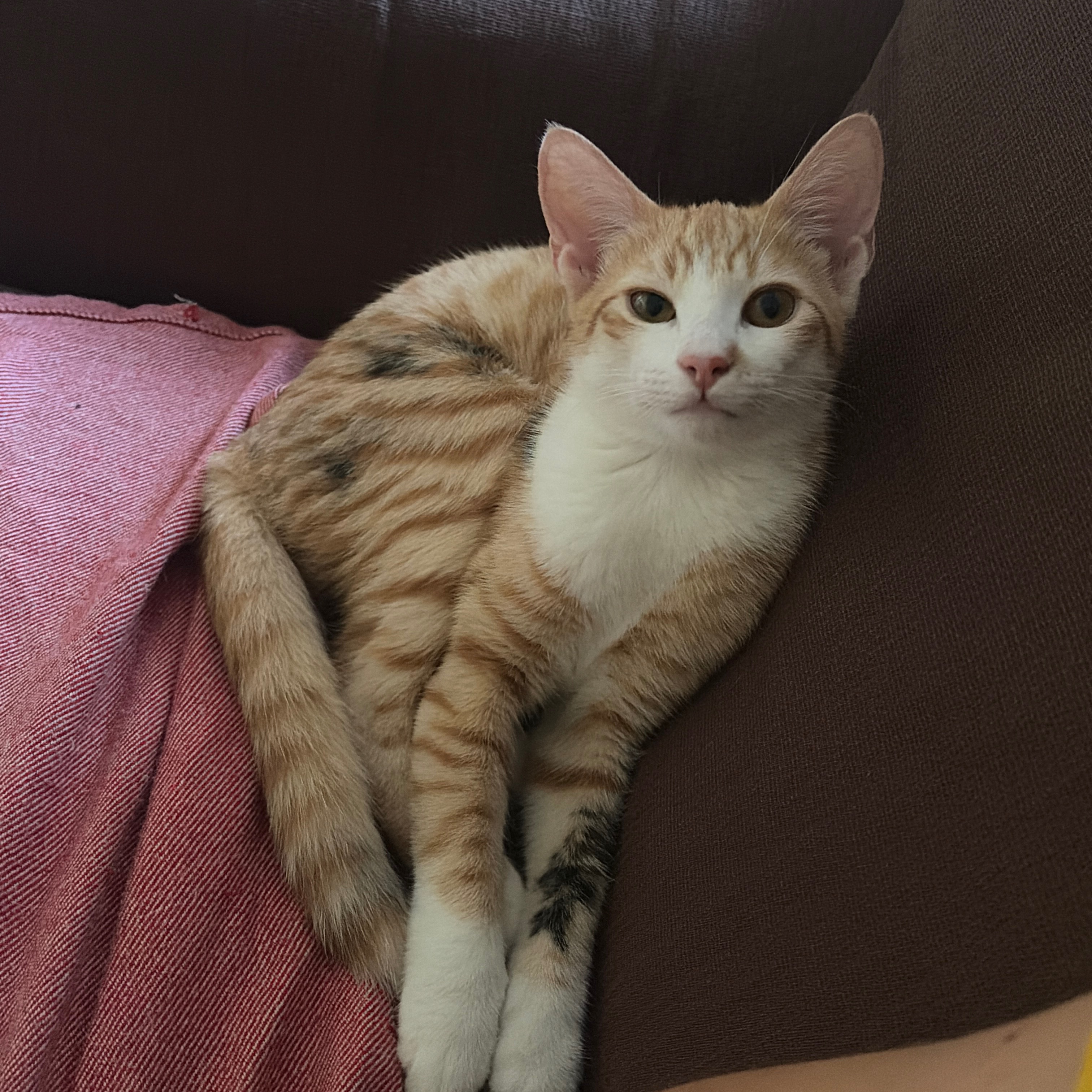 Lily