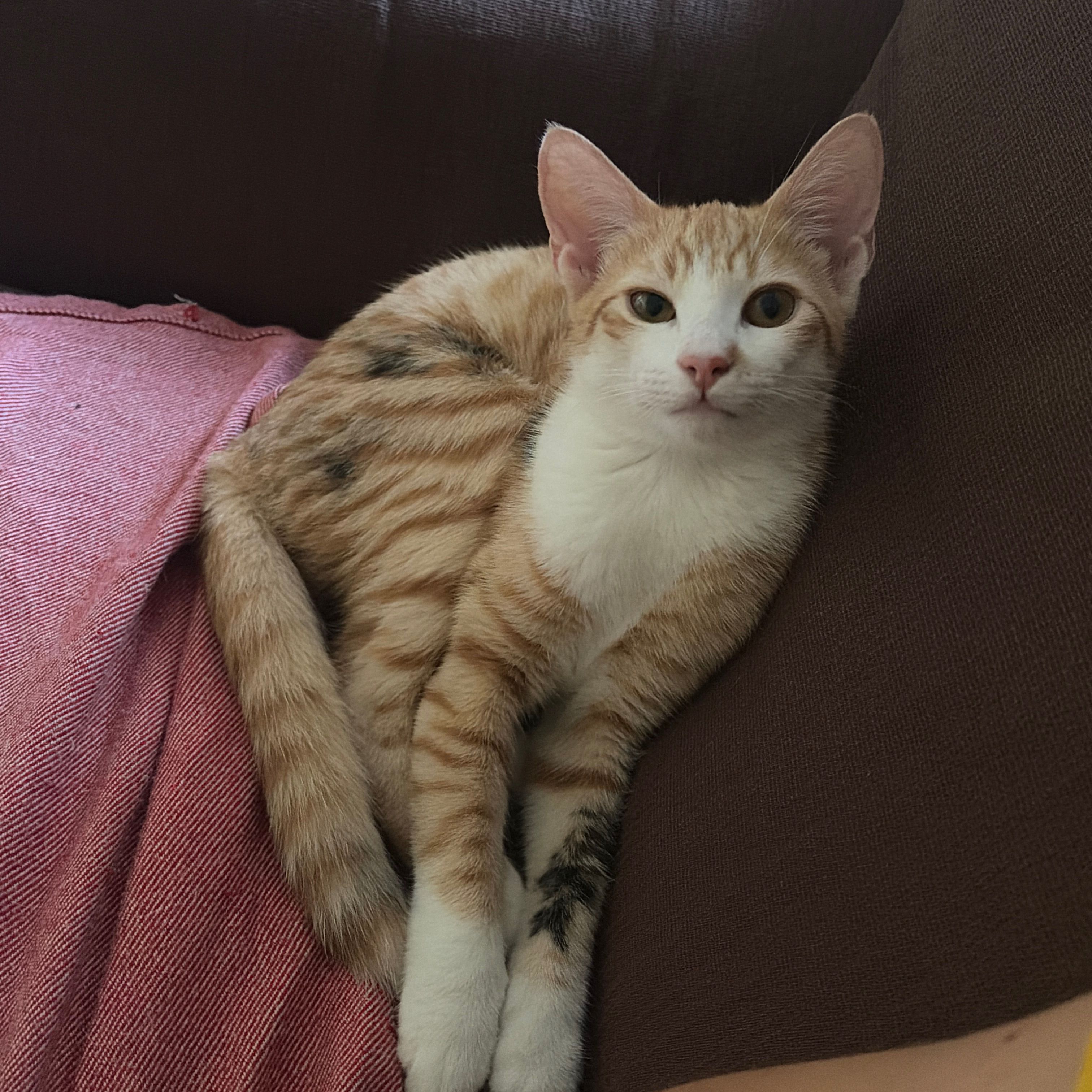 Lily