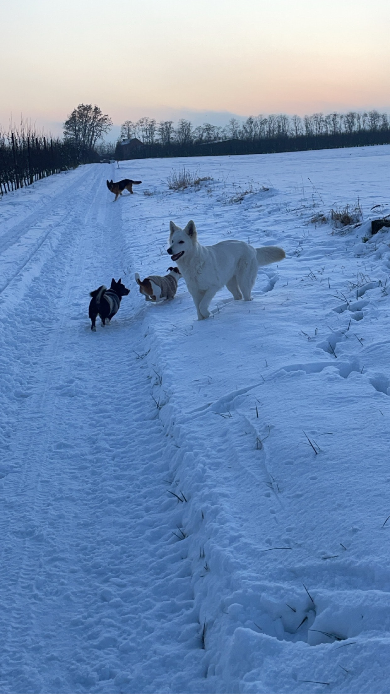 image-8
