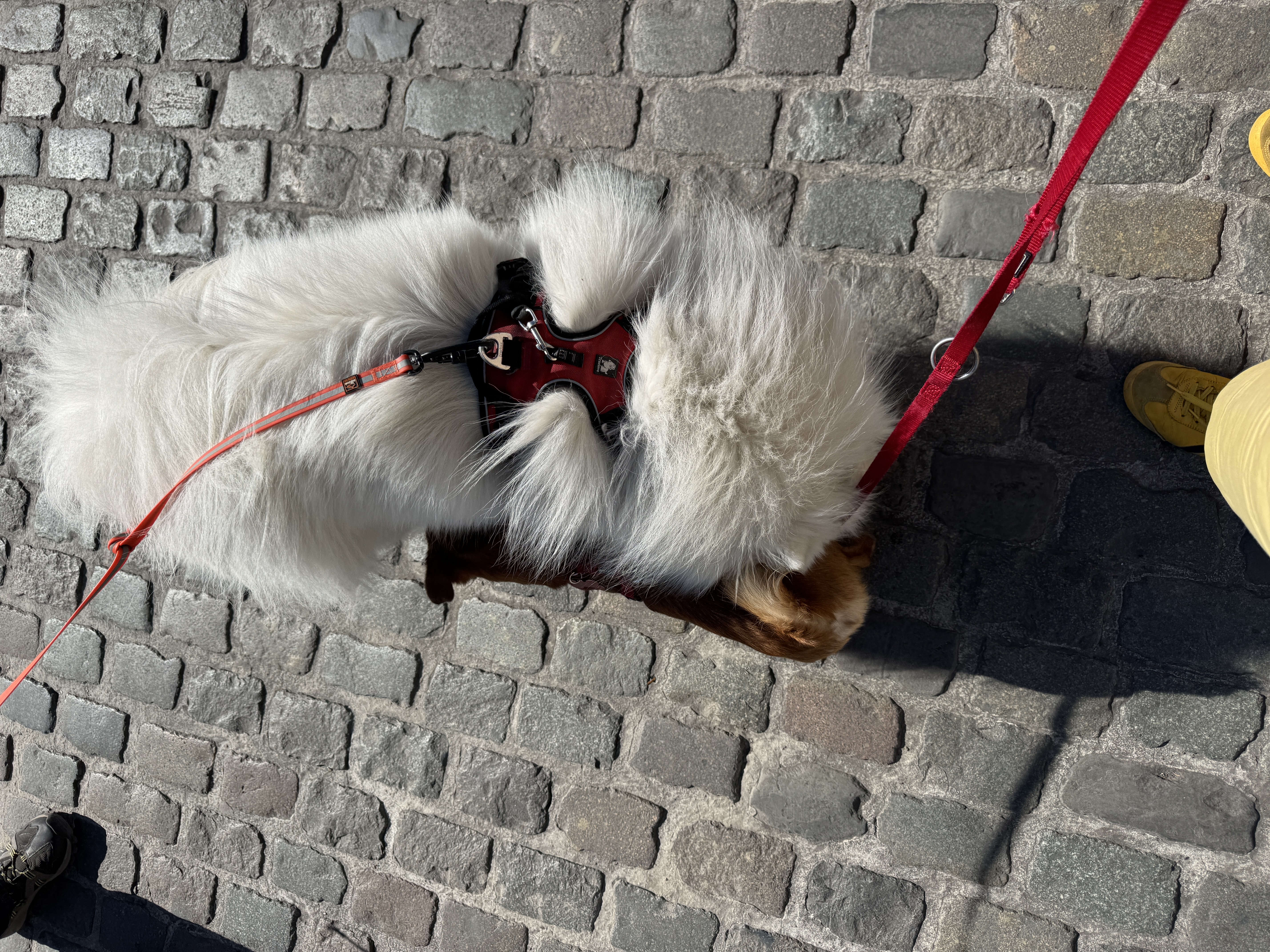 image-7