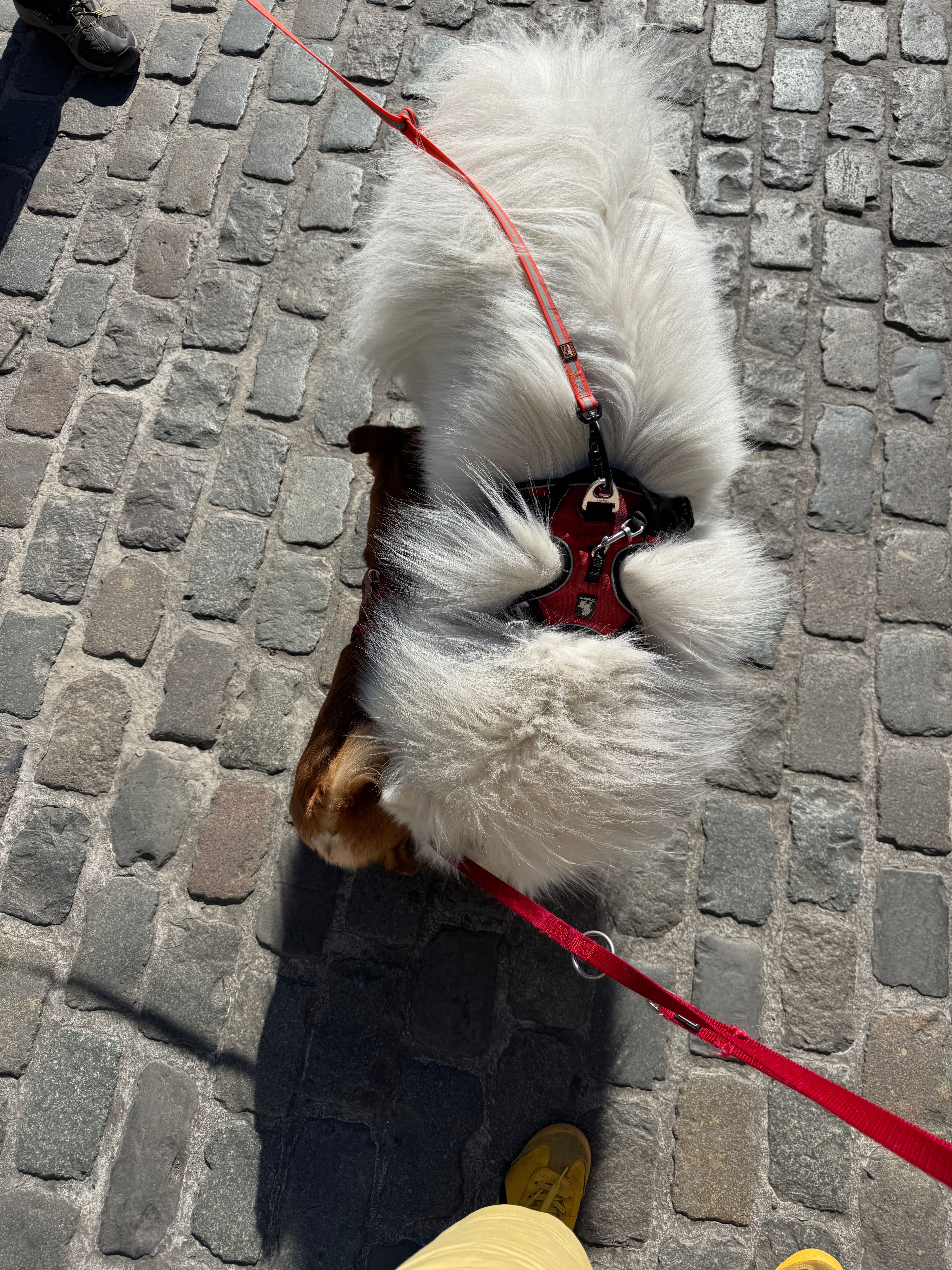 image-7