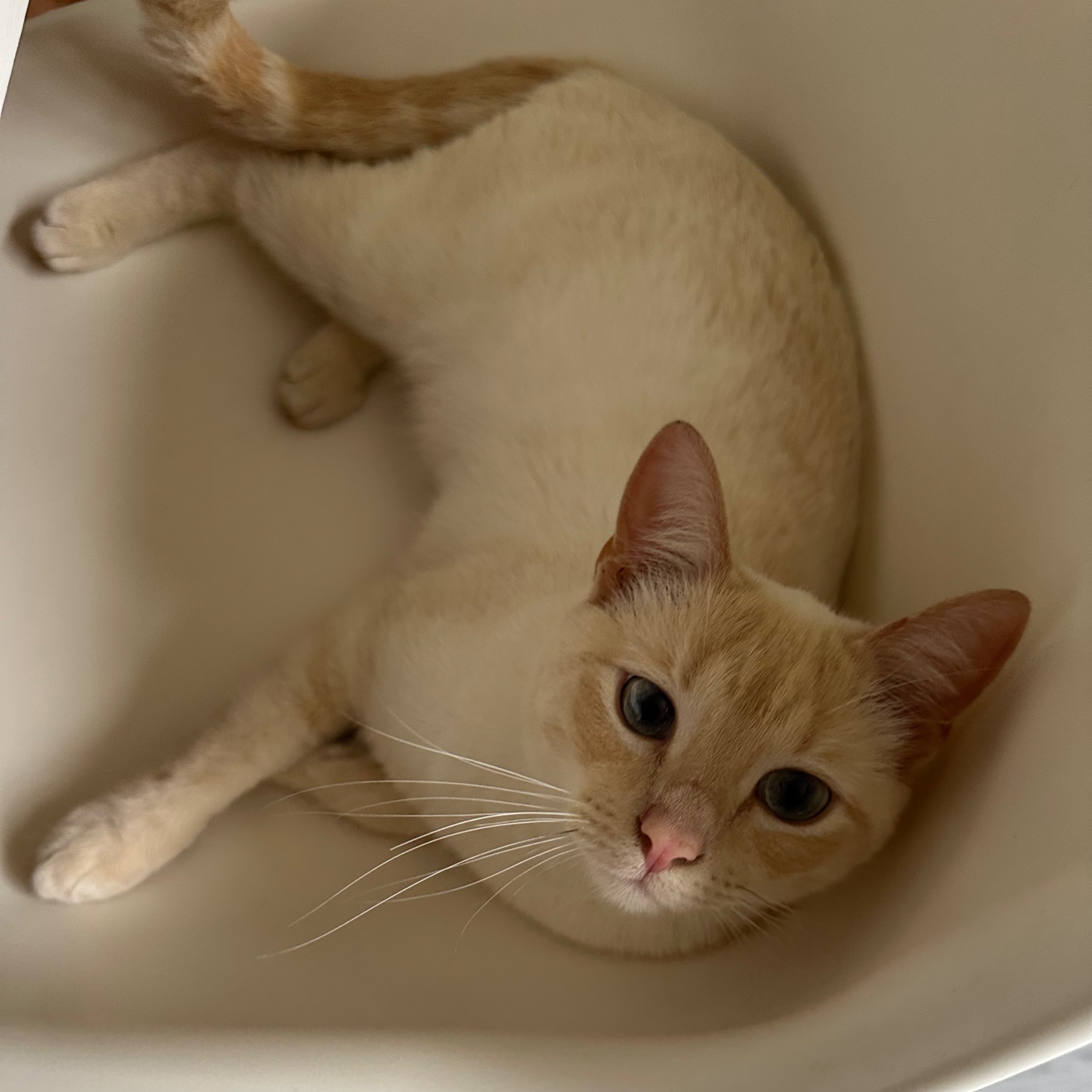 Tuna