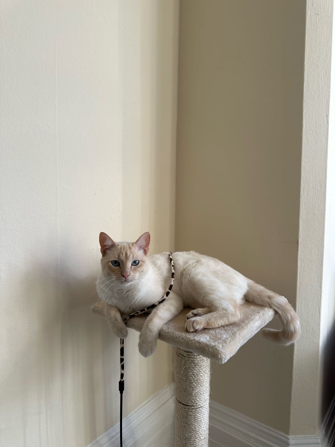 image-7