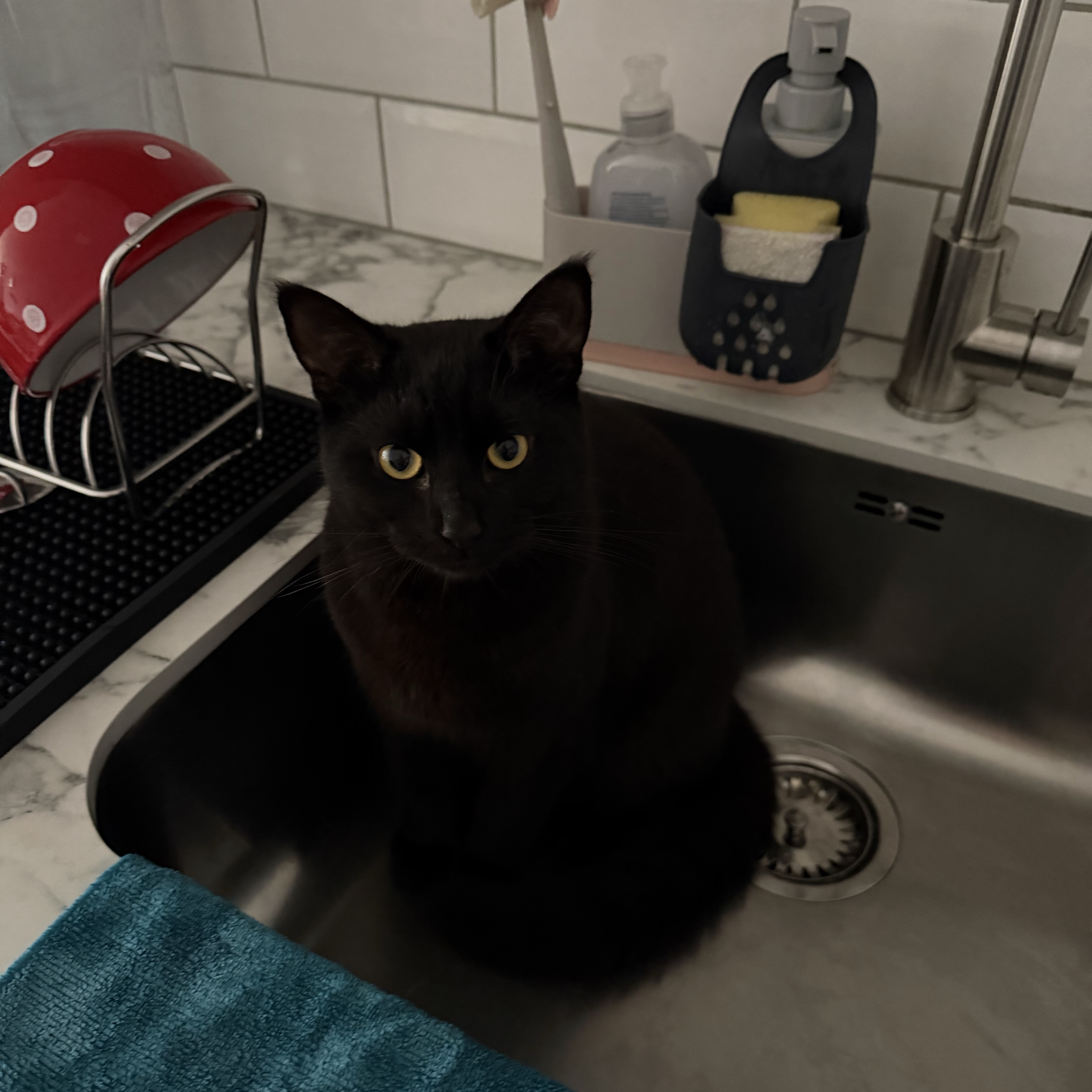 Koda