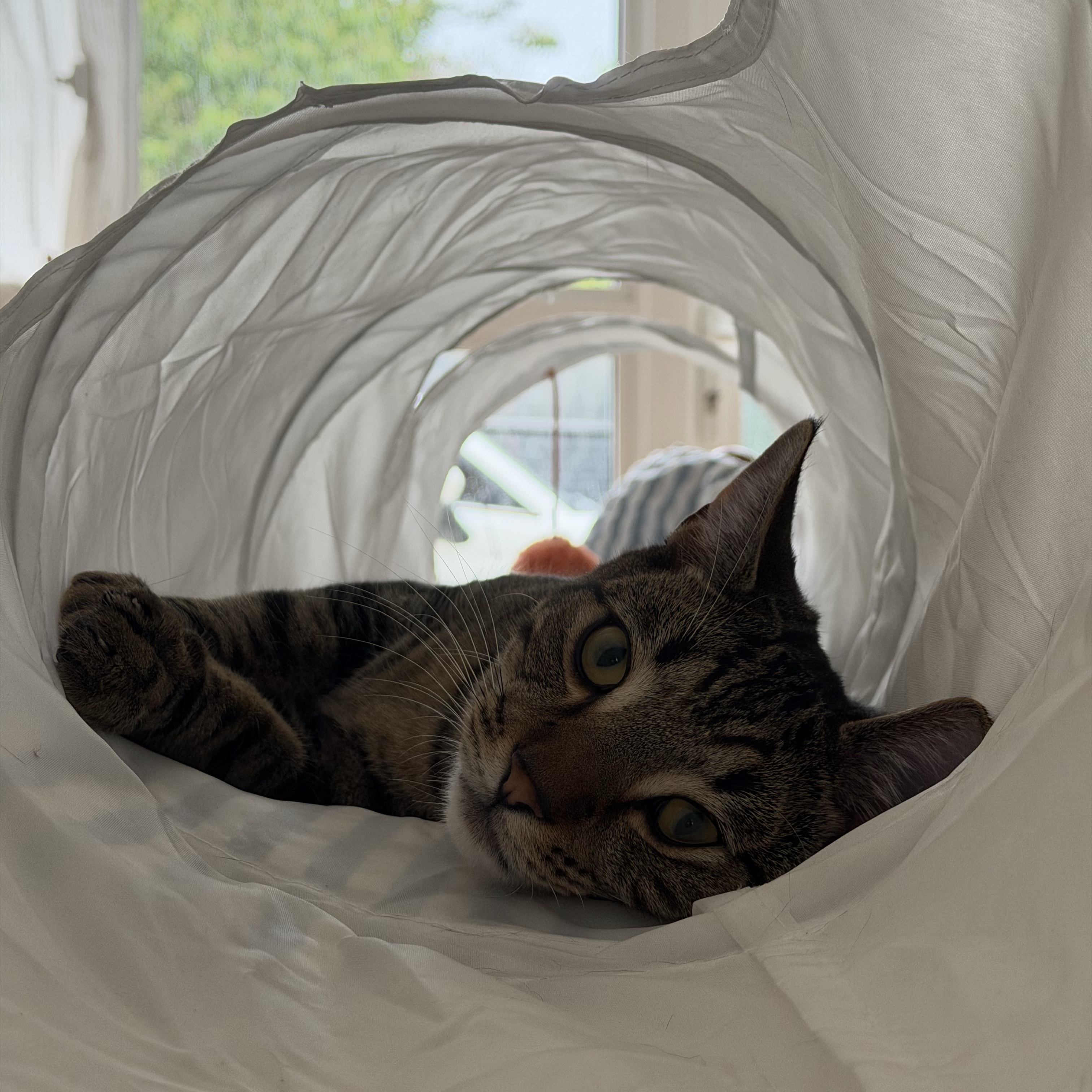 Meeko