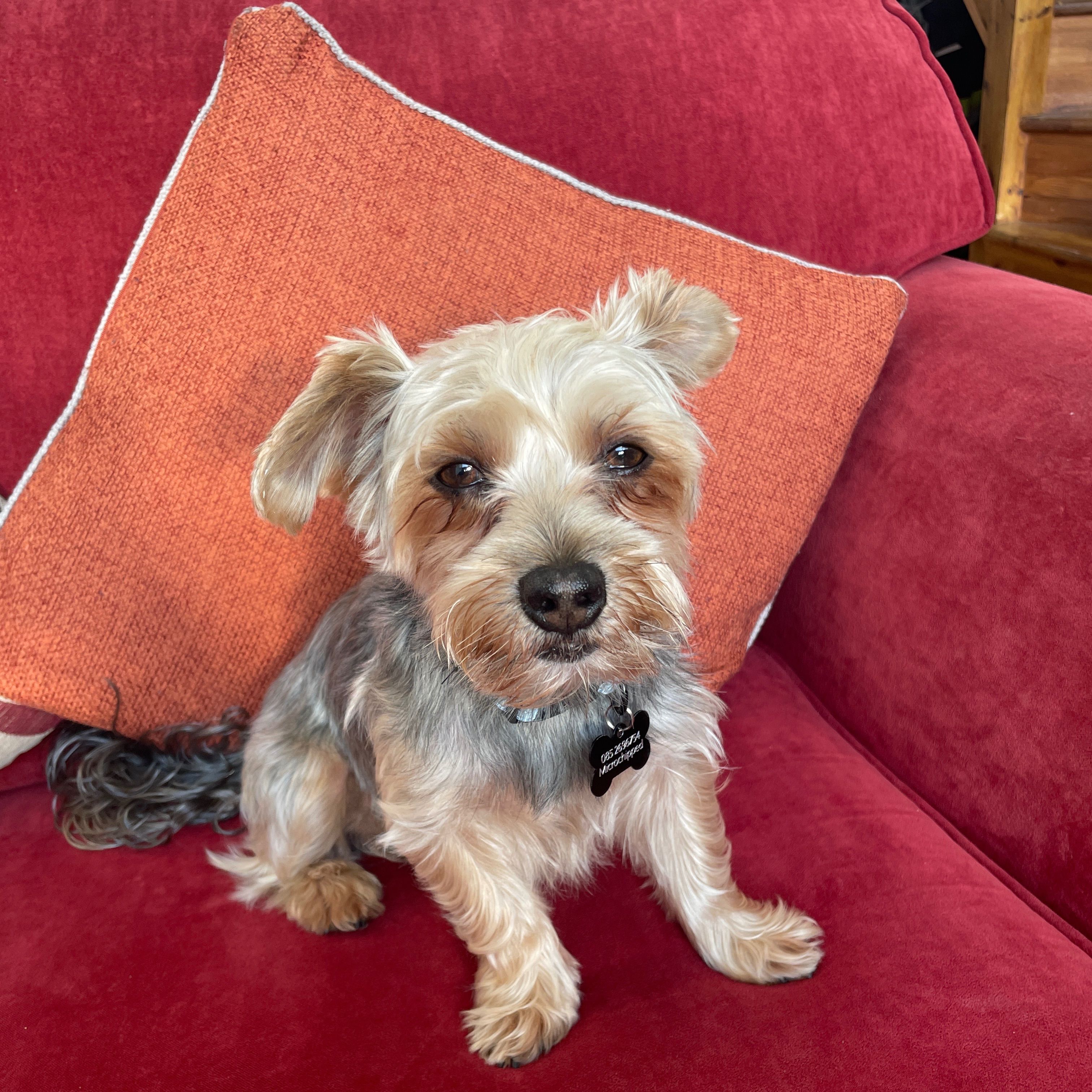 Toby