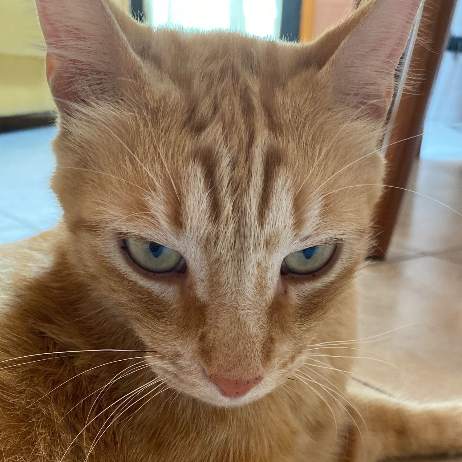 Simba