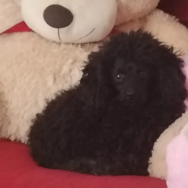 Miska