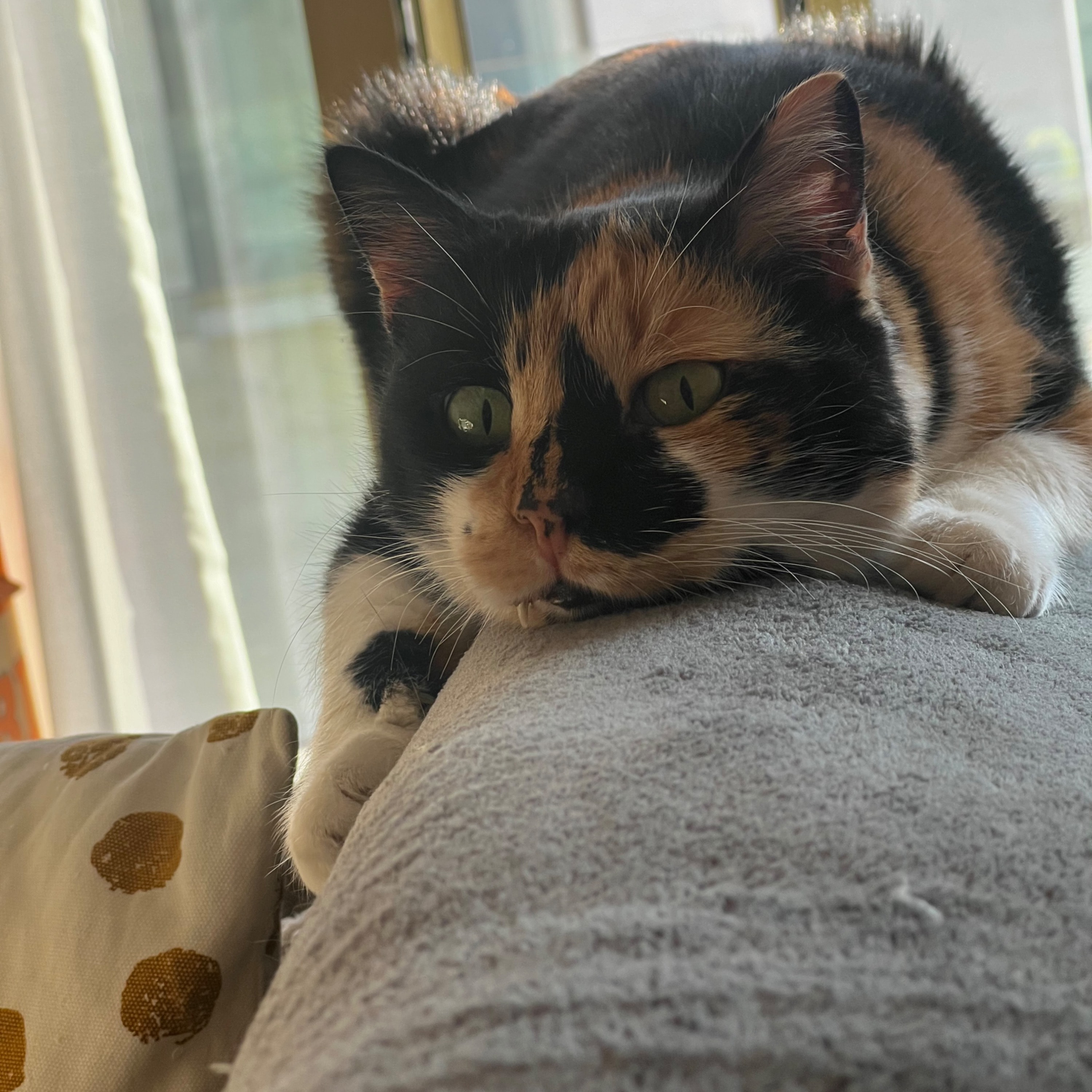 Mela