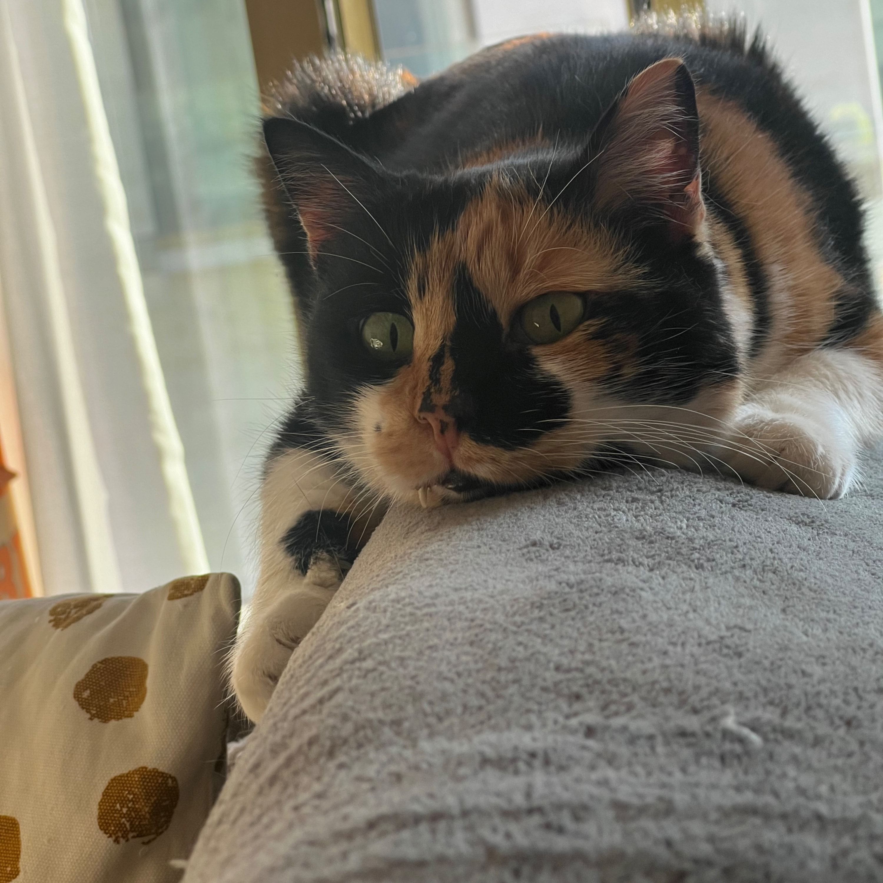 Mela
