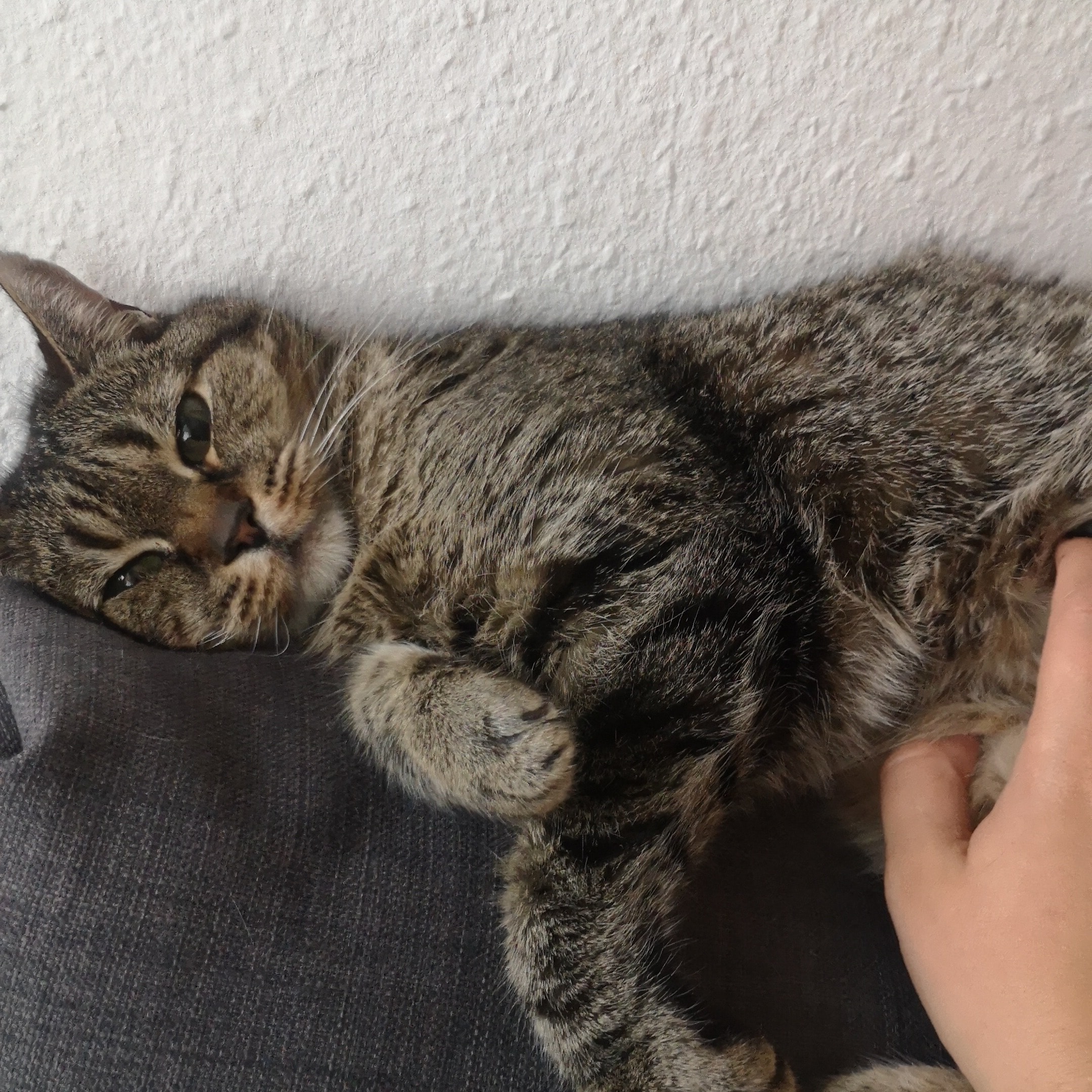 Milou