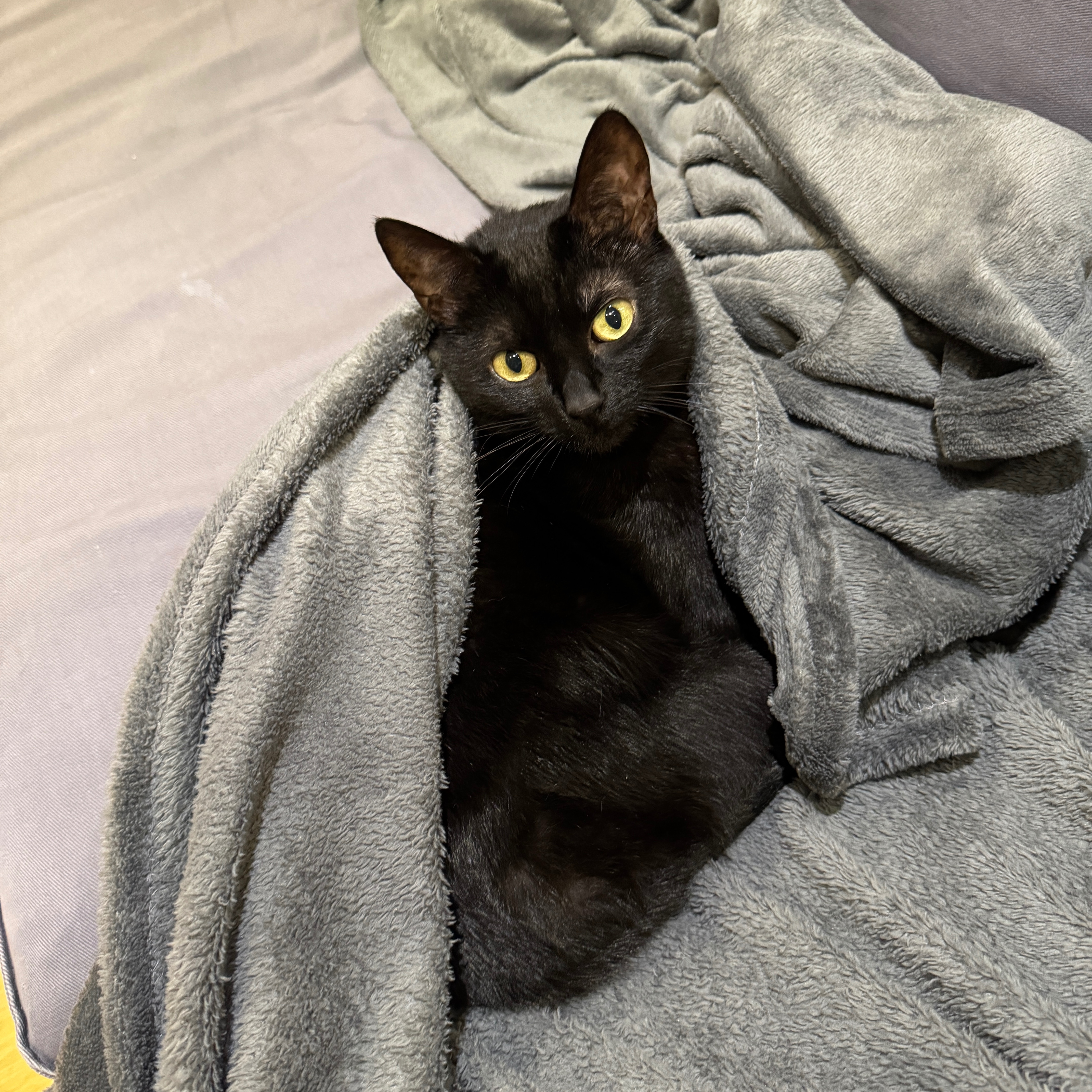 Yuki