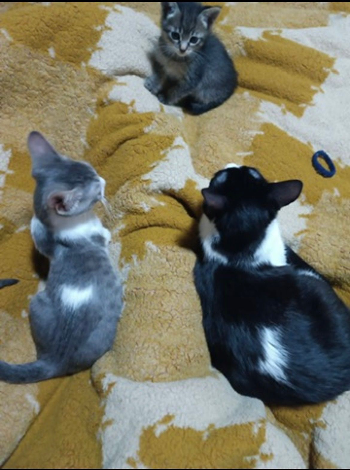 image-6