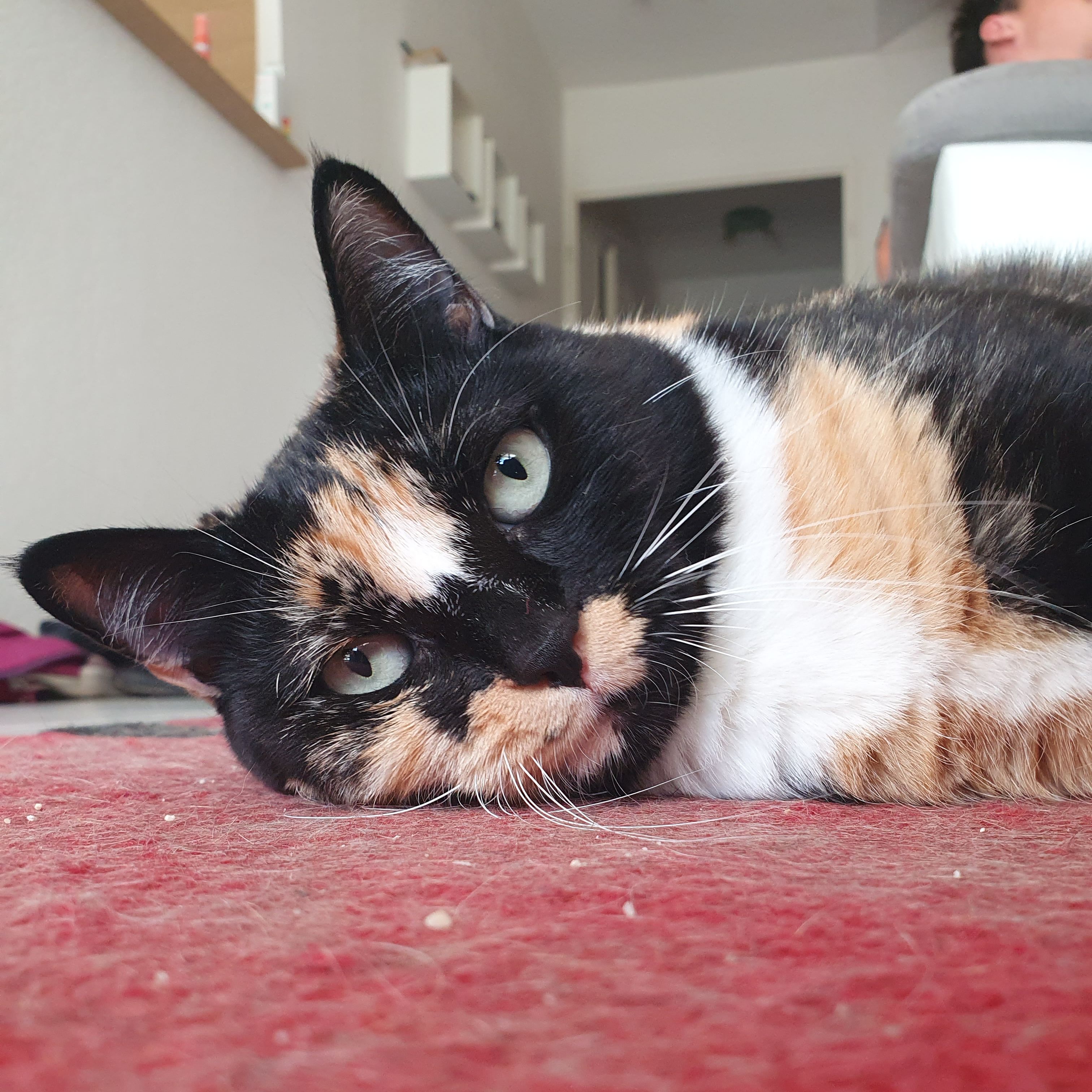 Praline