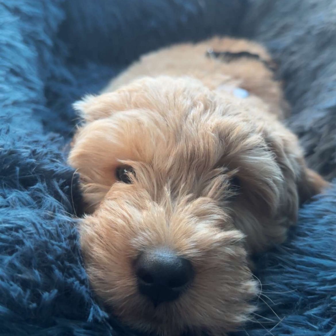 Link Bobby von Bjeff