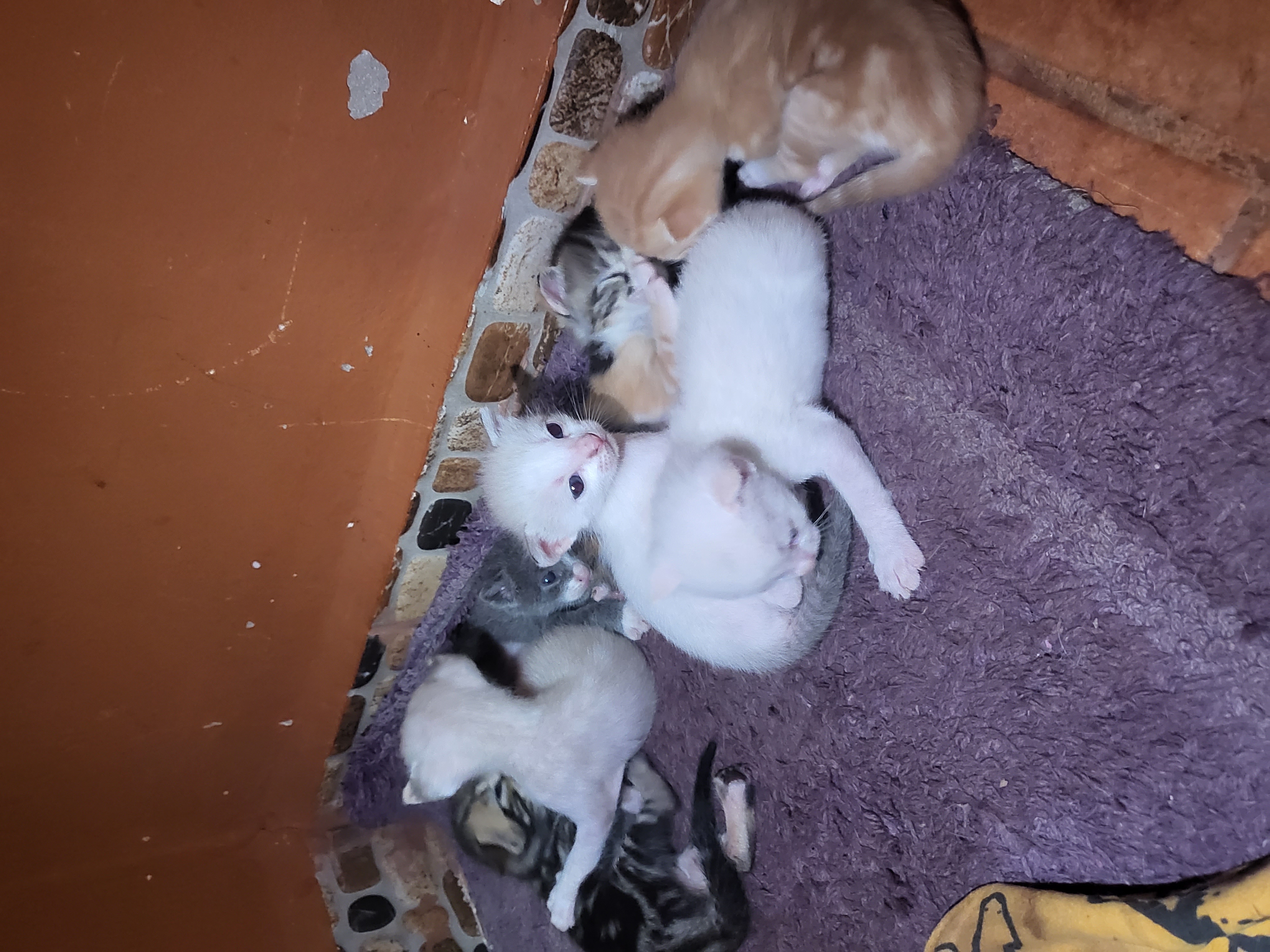 image-11