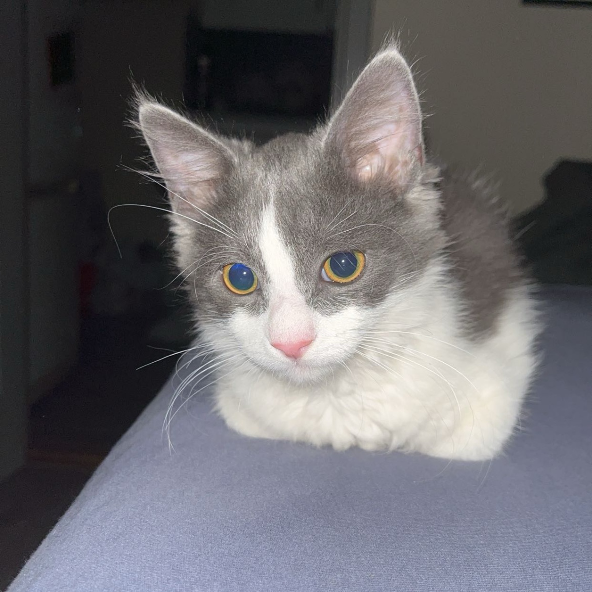 Millie