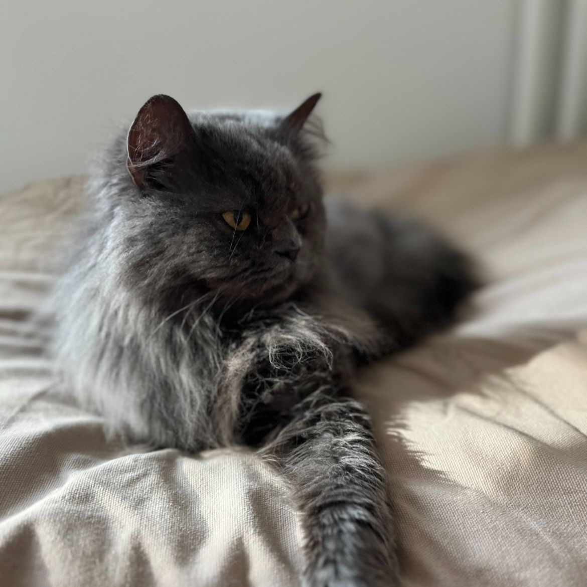 Zora