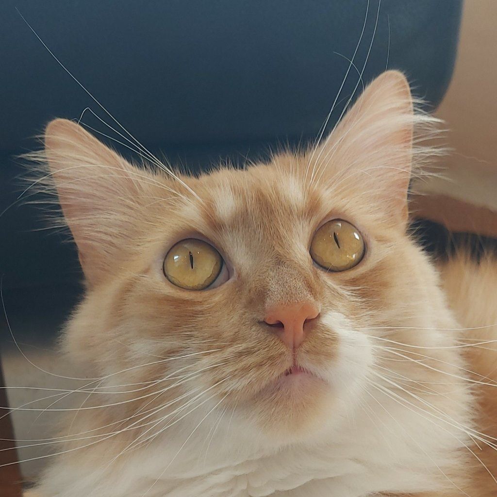 Simba