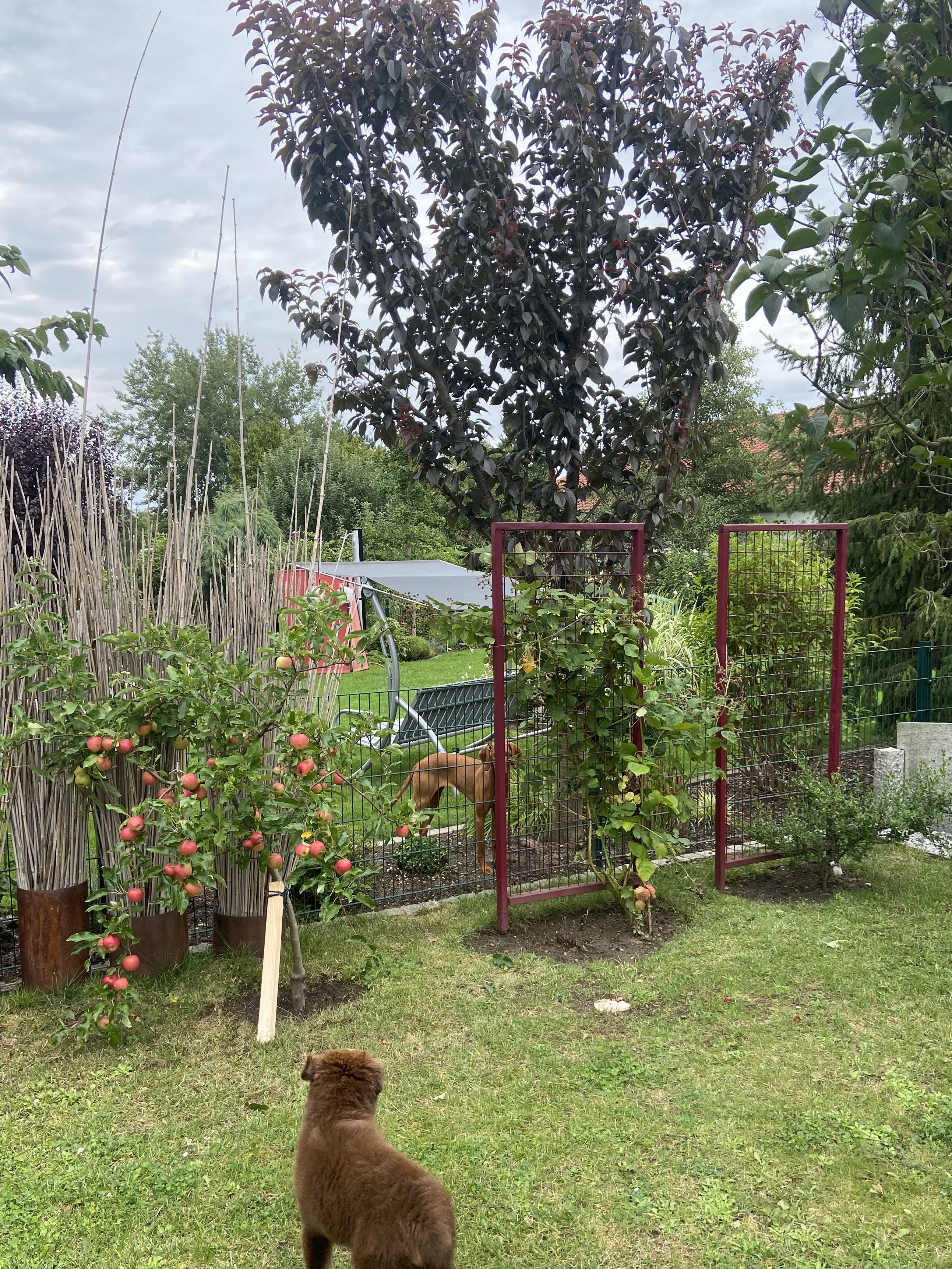 image-19