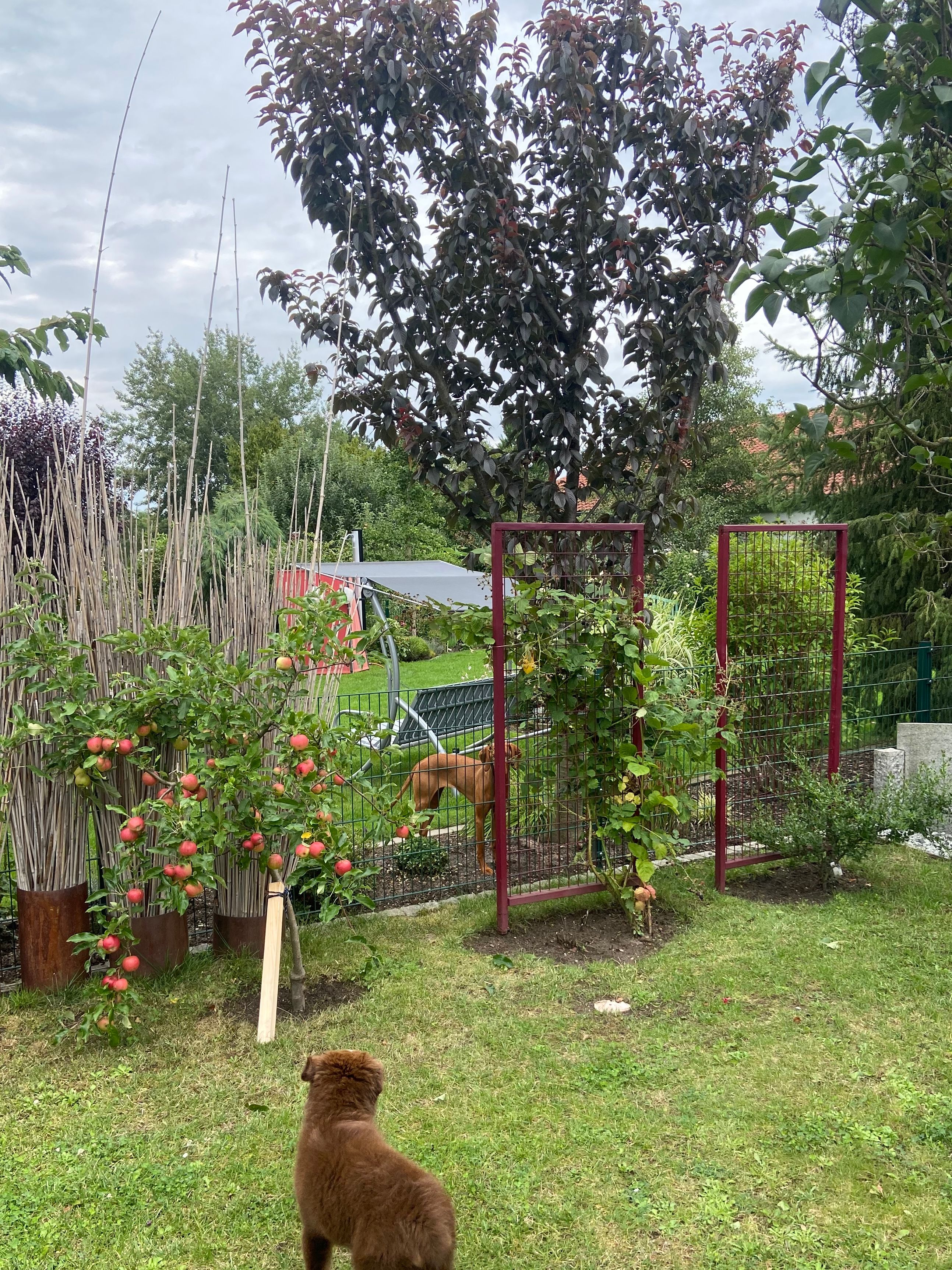 image-19