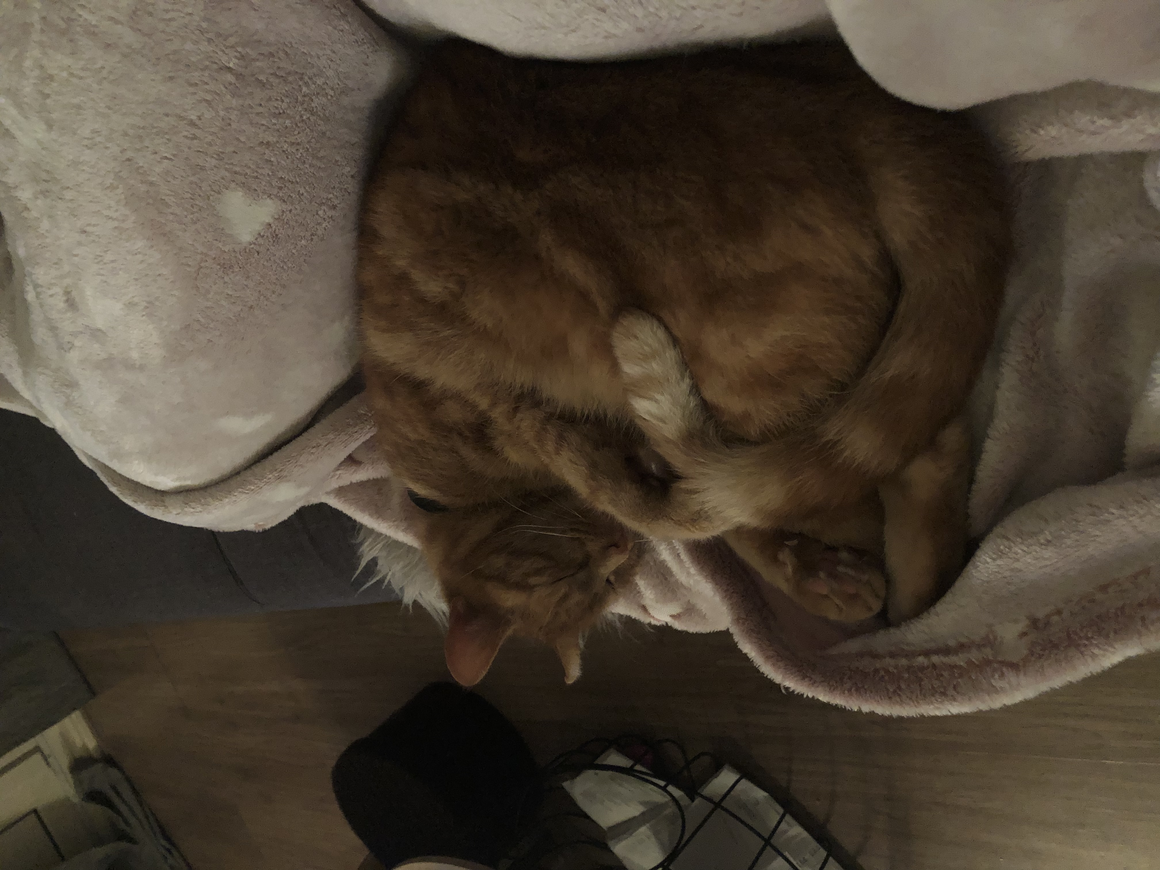 image-8