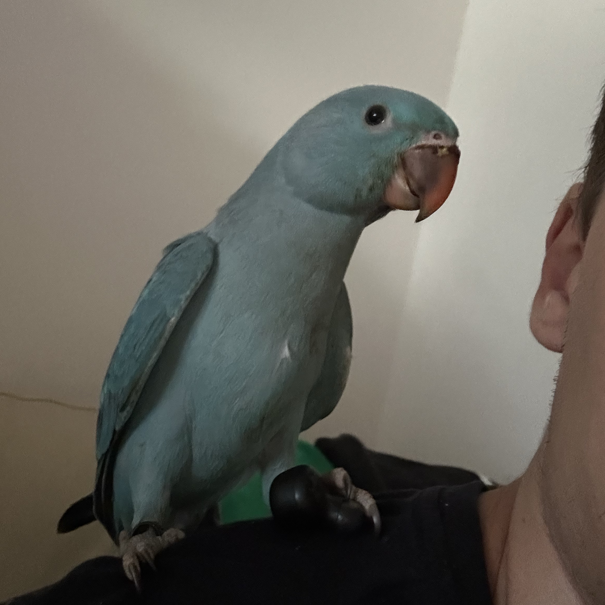Echo