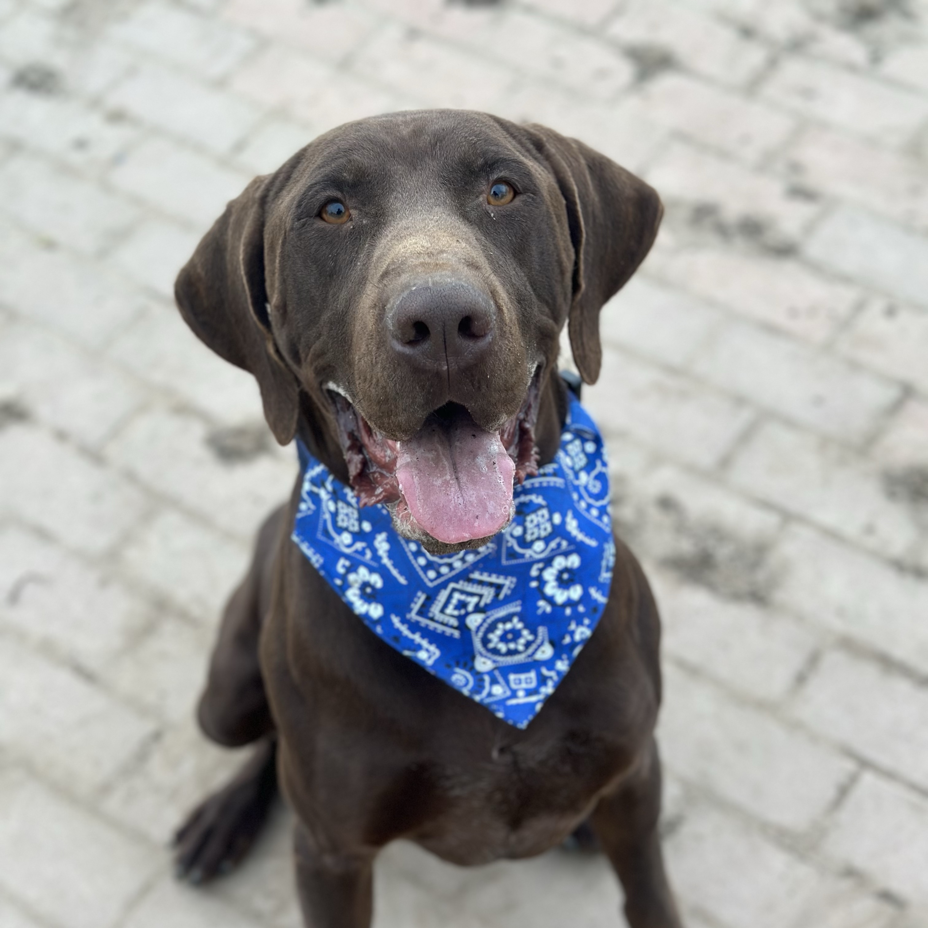 ZAK