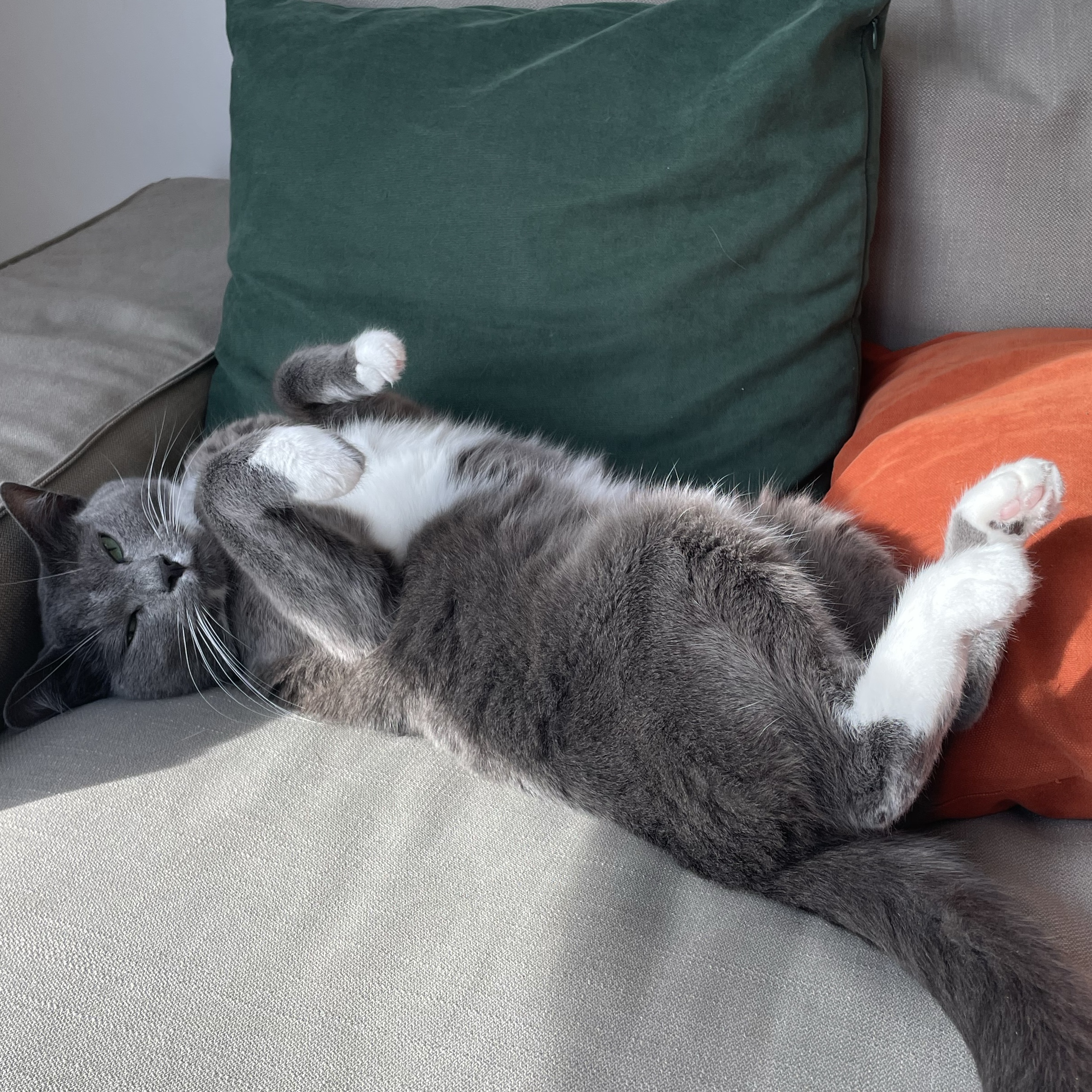 Zuzu