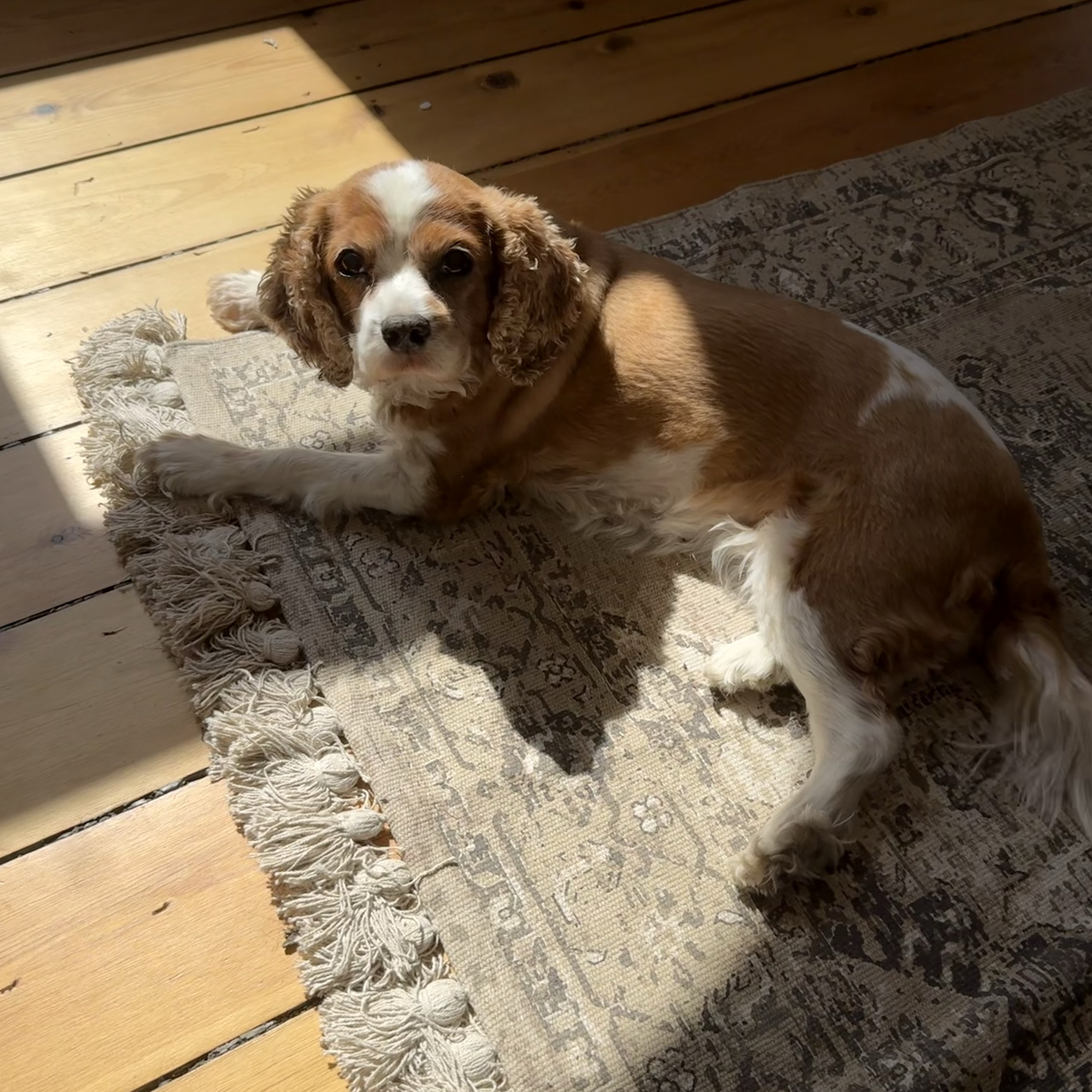 Molly