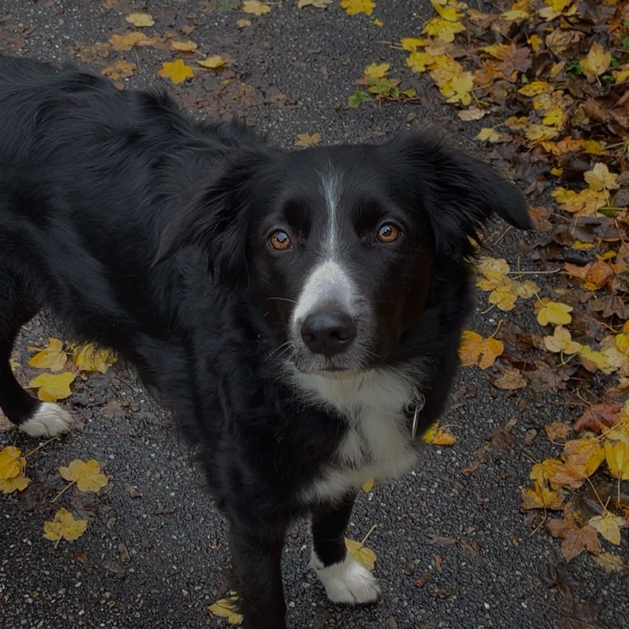 Stella