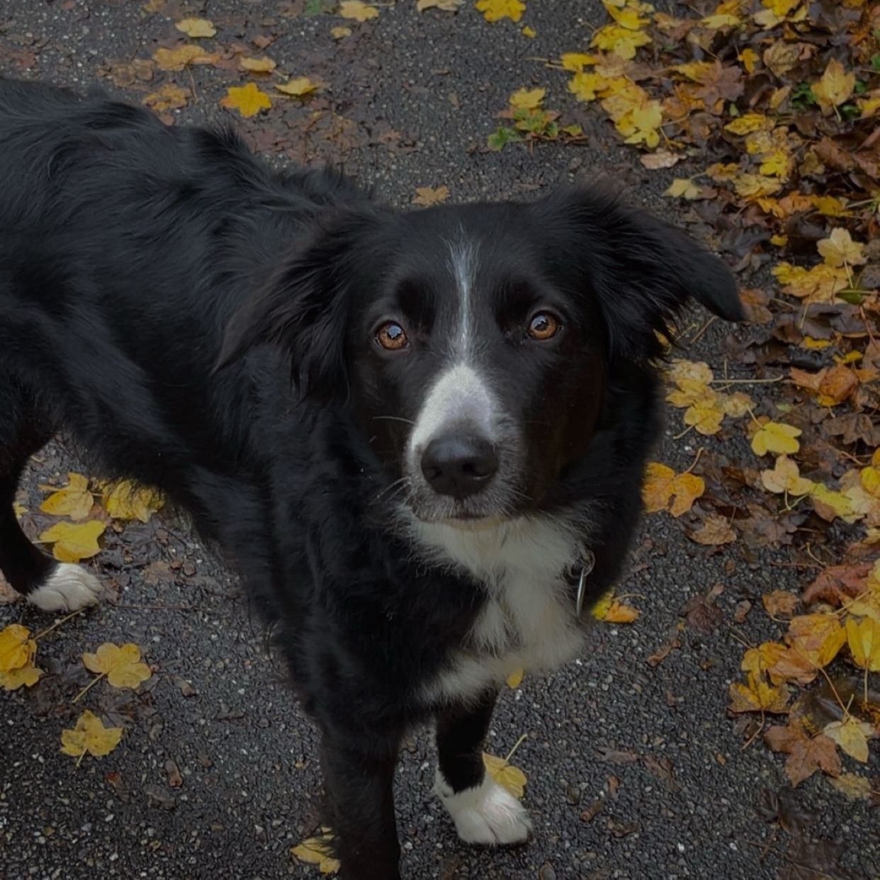 Stella
