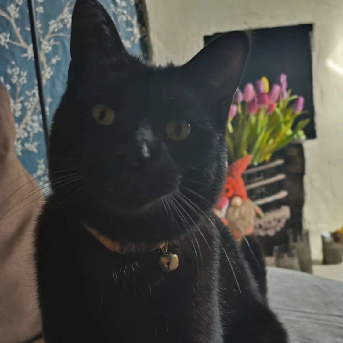 Nigel