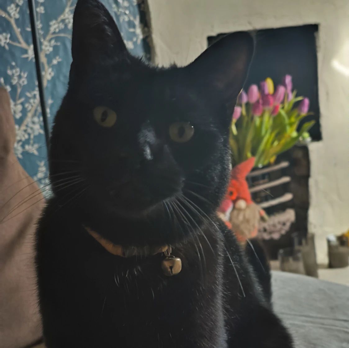 Nigel