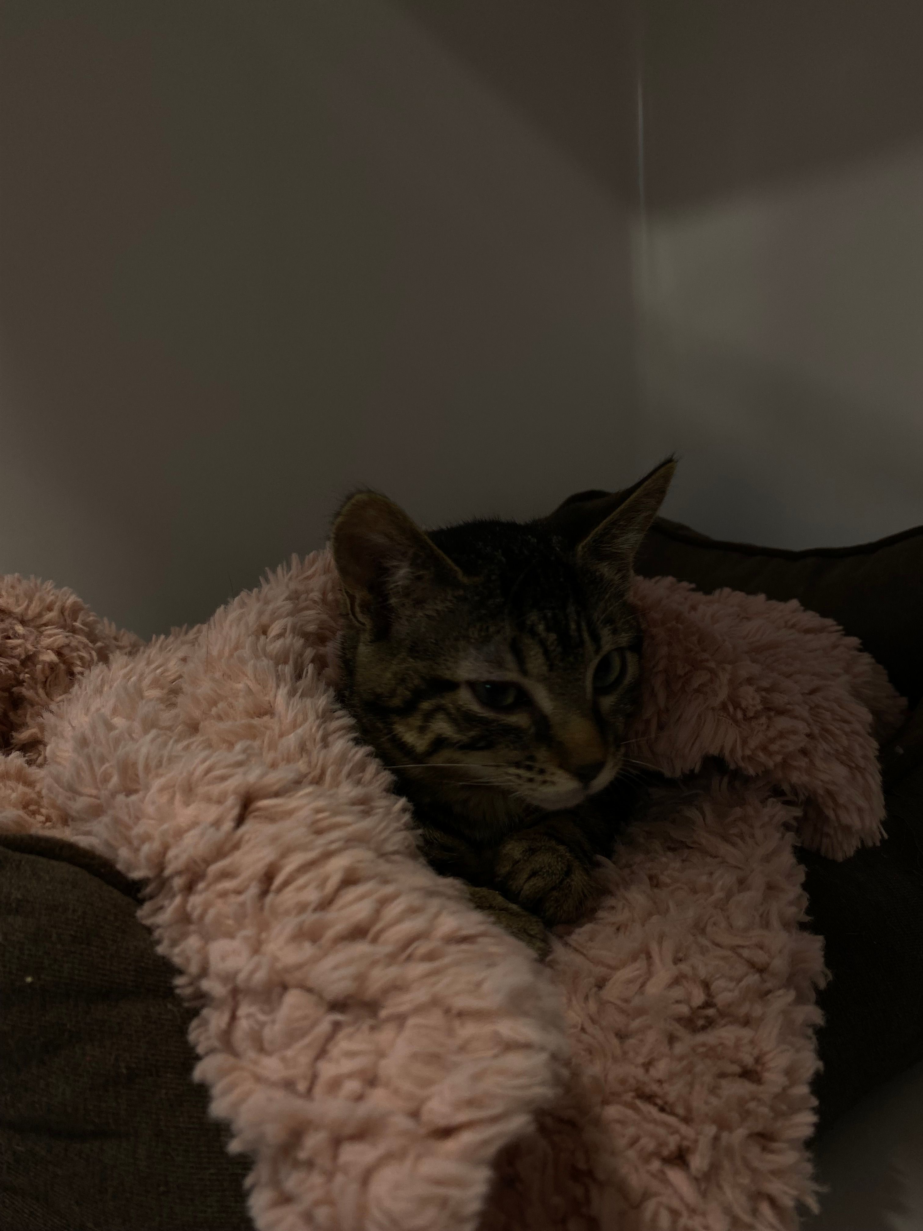 image-10