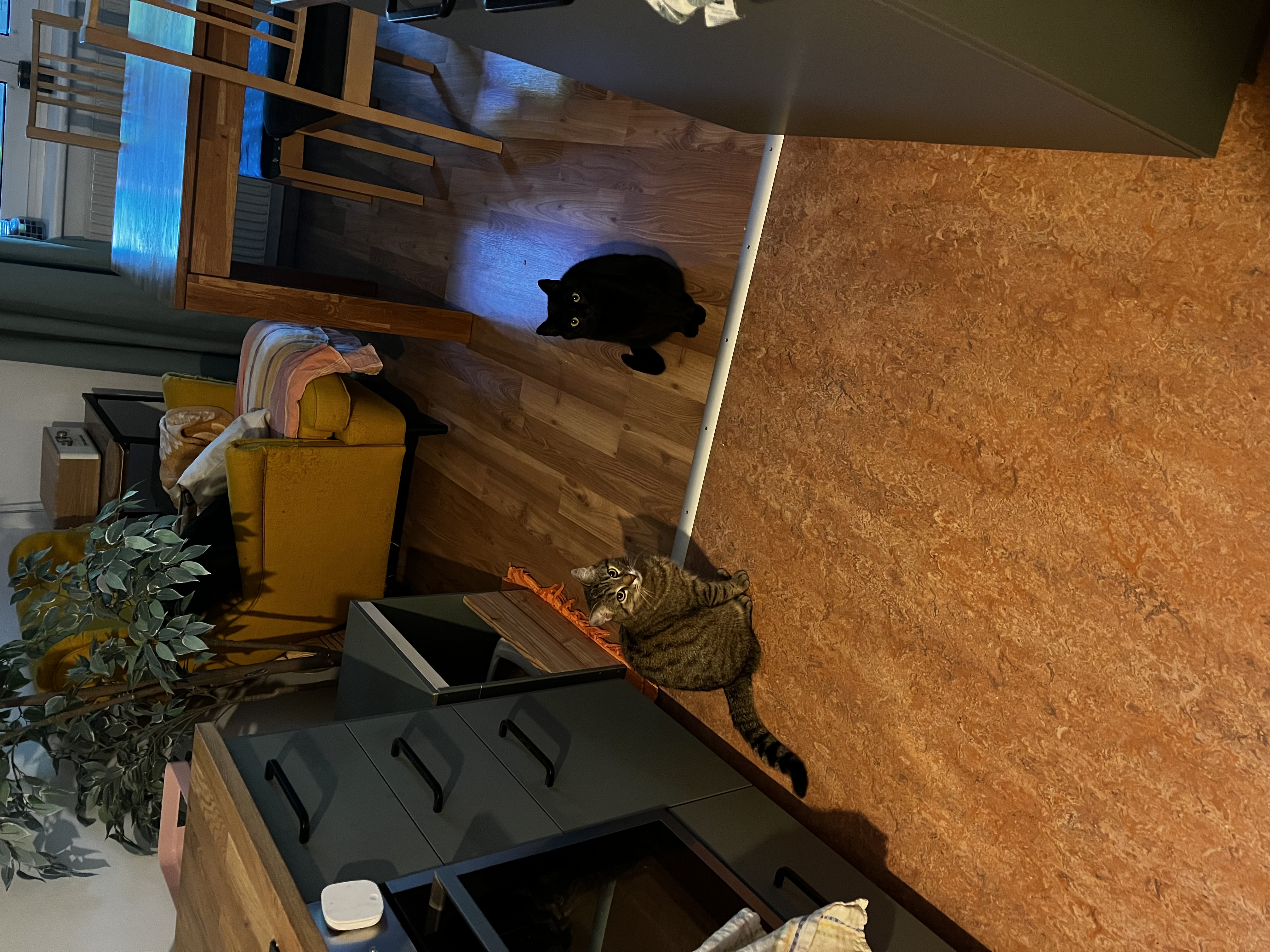 image-7