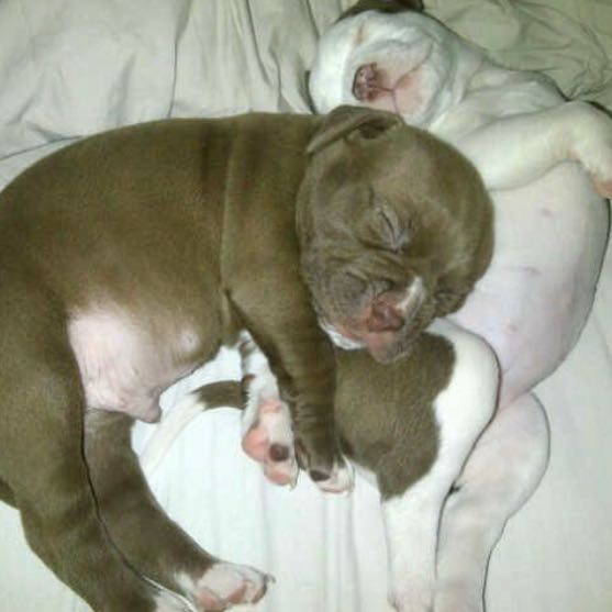 Zeta & Milo (8 weeks)