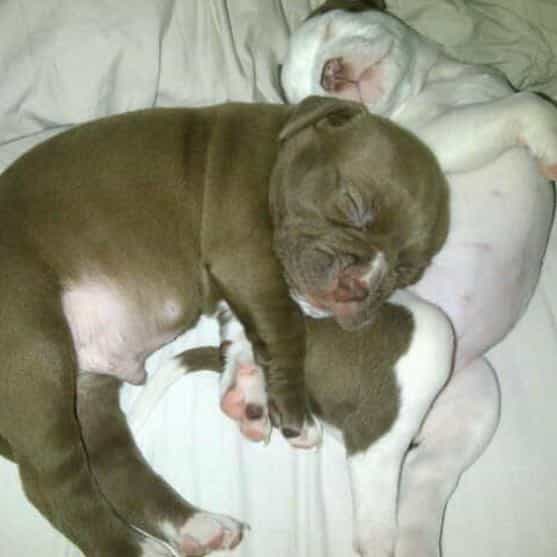 Zeta & Milo (8 weeks)