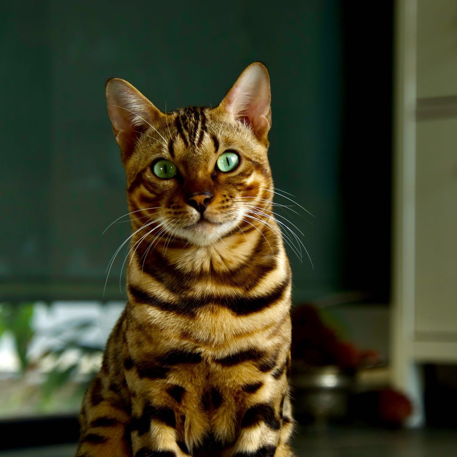 Leo