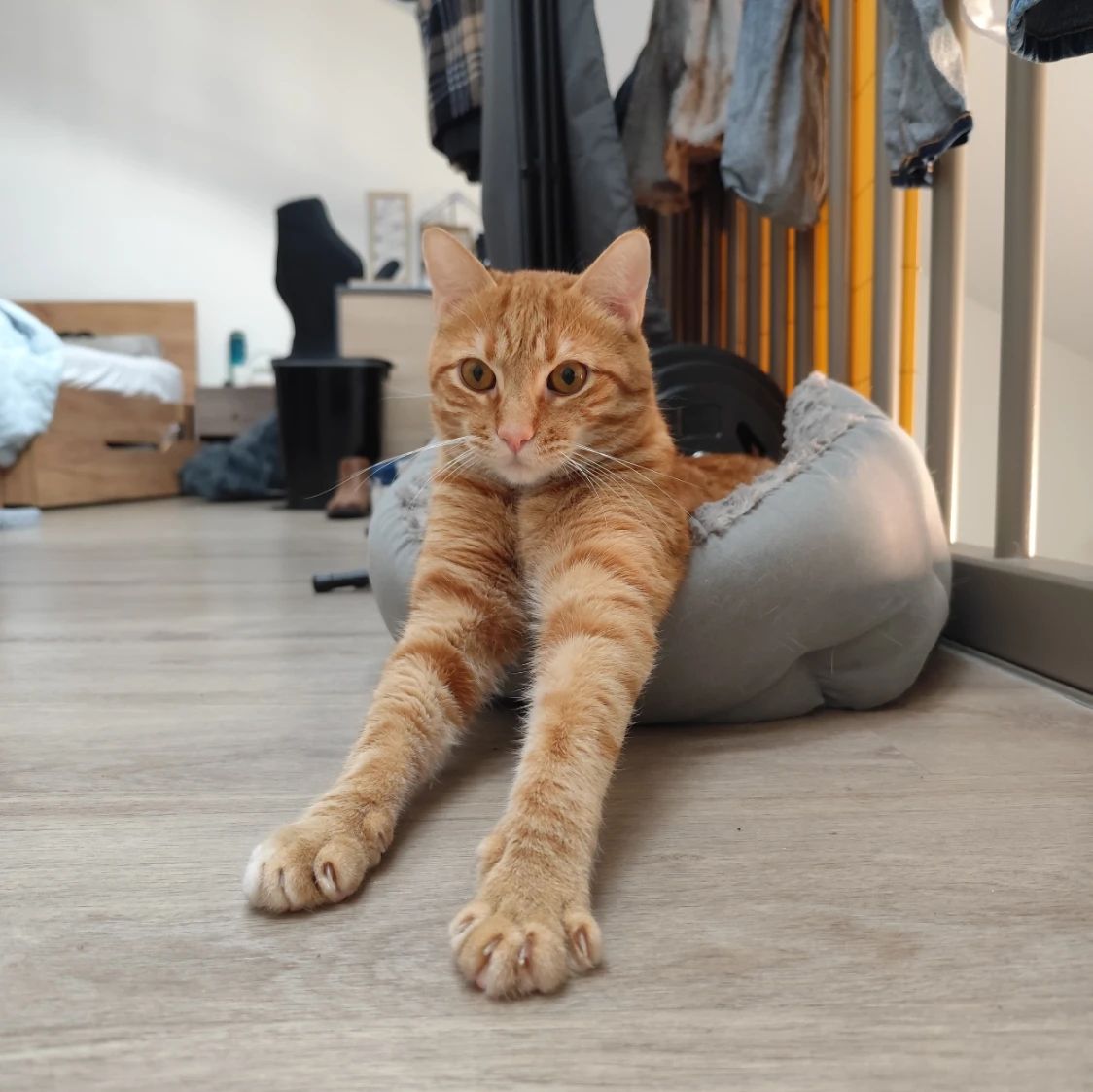 Milo