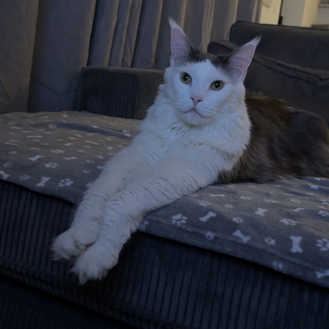 Caesar 