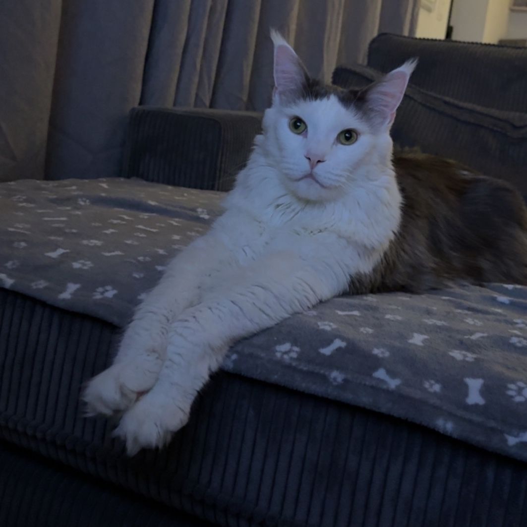 Caesar