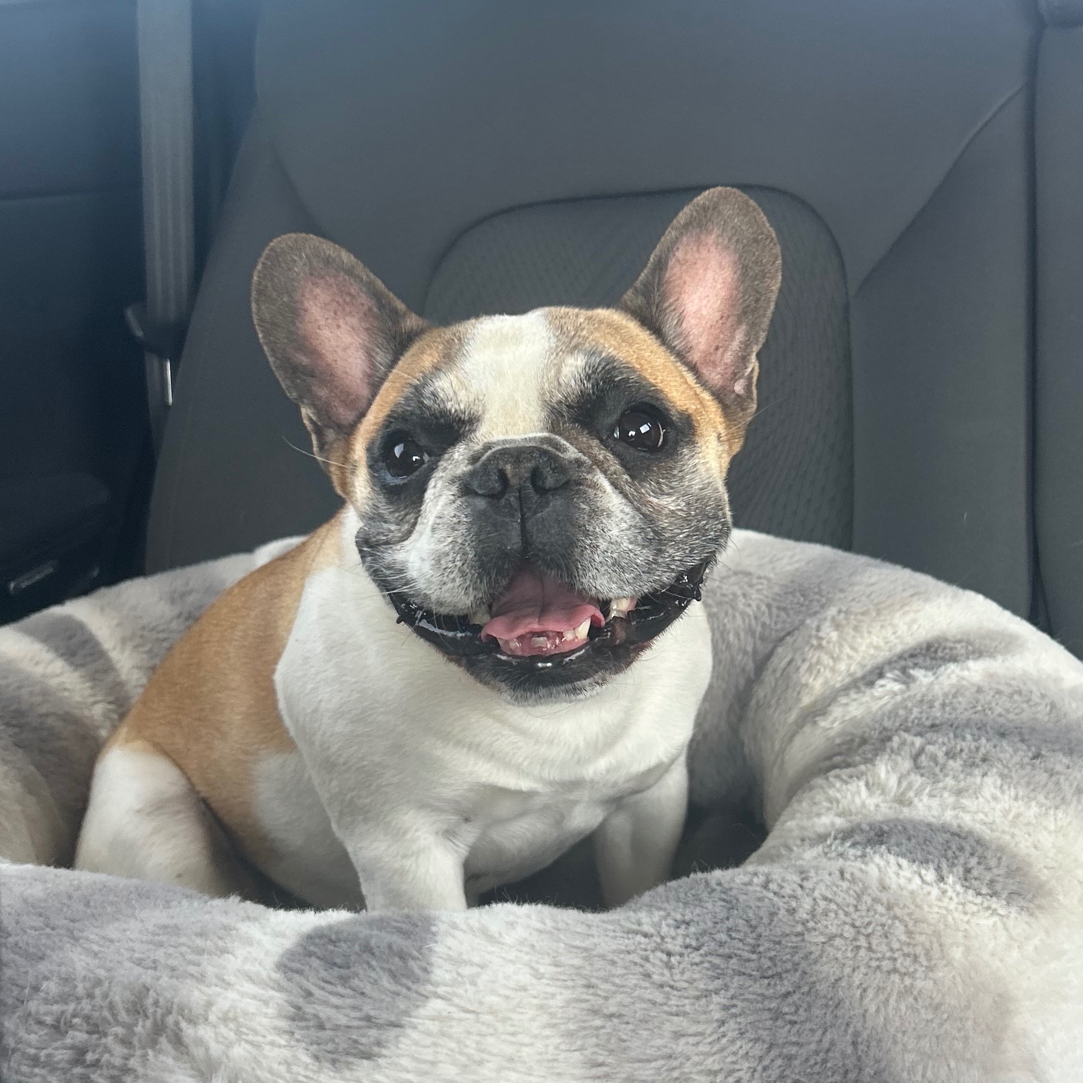 Bella