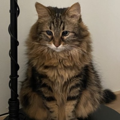 Pufiko