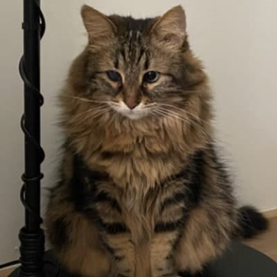 Pufiko